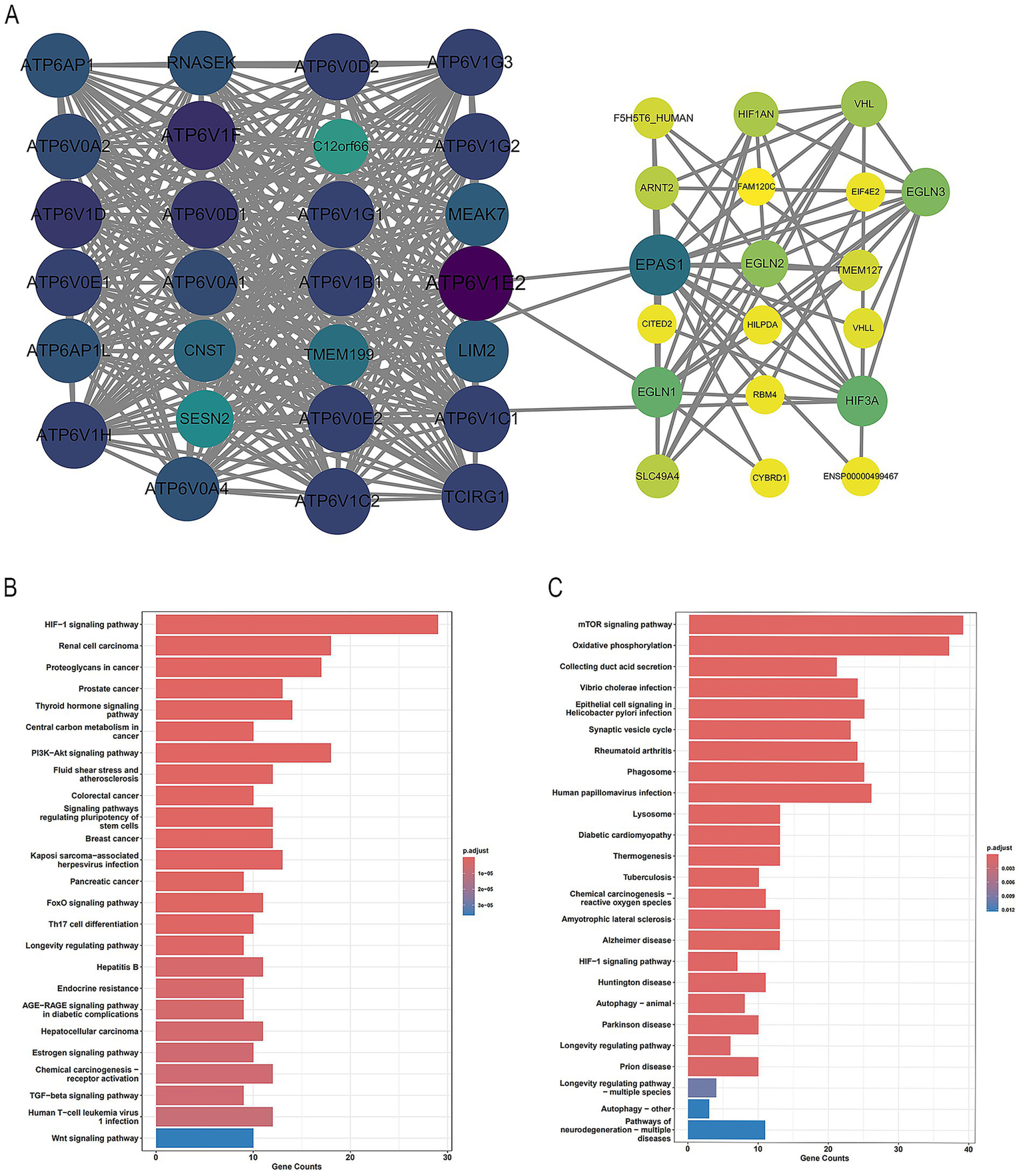 Network diagram and bar charts illustrating gene interactions and pathways. Panel A shows a network of genes depicted as nodes, linked by lines indicating interactions. Panel B includes a bar chart of pathways, with HIF-1 signaling and renal cell carcinoma as top categories based on gene counts. Panel C displays a bar chart of pathways, with mTOR signaling and oxidative phosphorylation at the top. Both charts use color gradients to represent adjusted p-values.