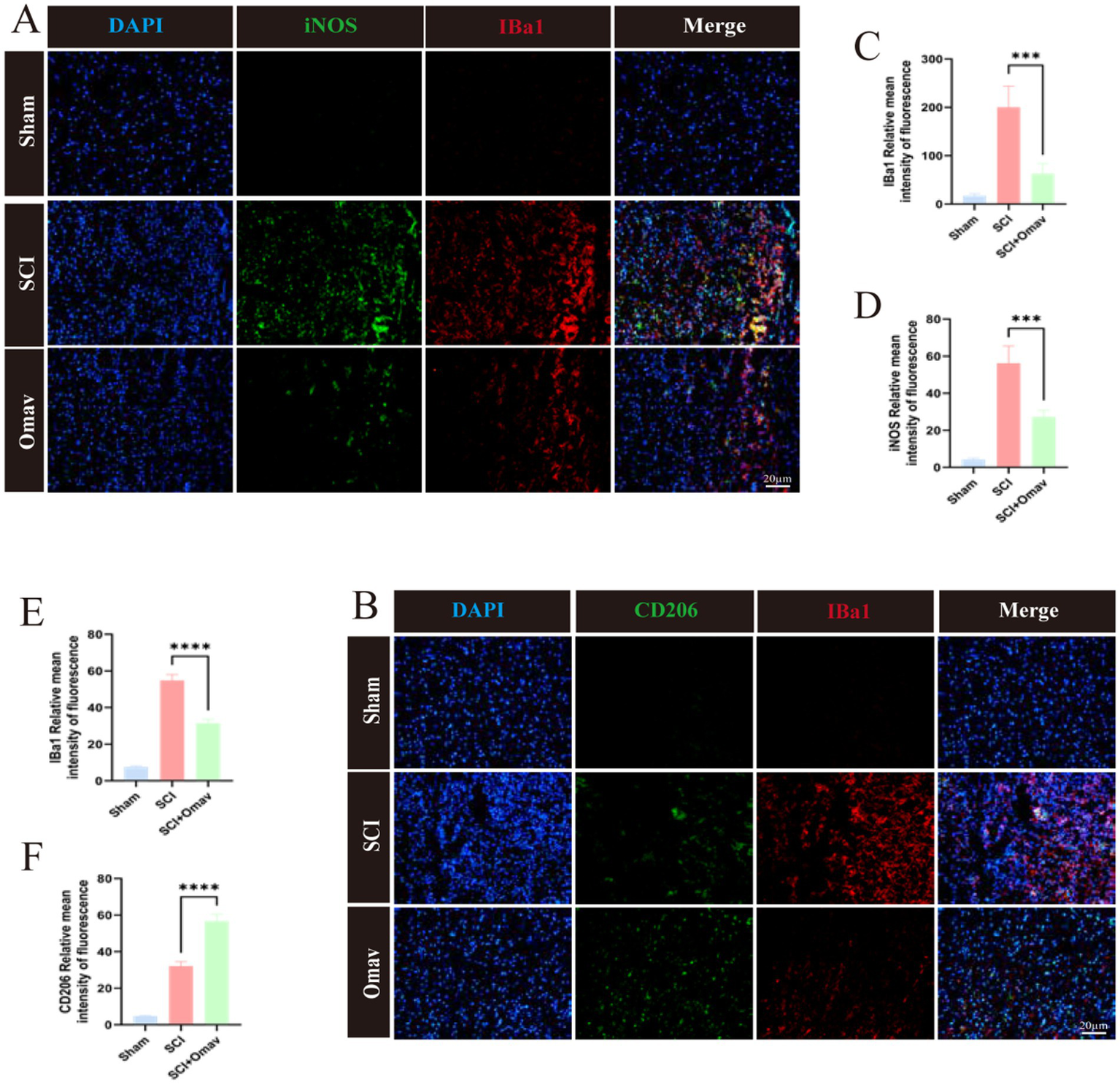 Panel A shows immunofluorescence images with columns labeled DAPI, iNOS, Iba1, and Merge across conditions: Sham, SCI, and Omav. C and D are bar graphs showing Iba1 and iNOS fluorescence intensity with significant changes between groups (Sham, SCI, SCI+Omav). Panel B shows DAPI, CD206, and Iba1 across the same conditions. E and F are bar graphs displaying CD206 and Iba1 fluorescence intensity, highlighting significant differences among groups.