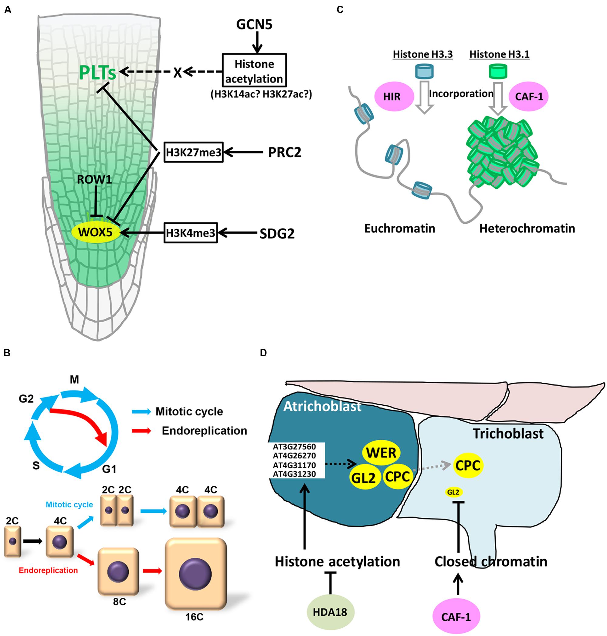 Frontiers Epigenetic Control Of Cell Division And Cell