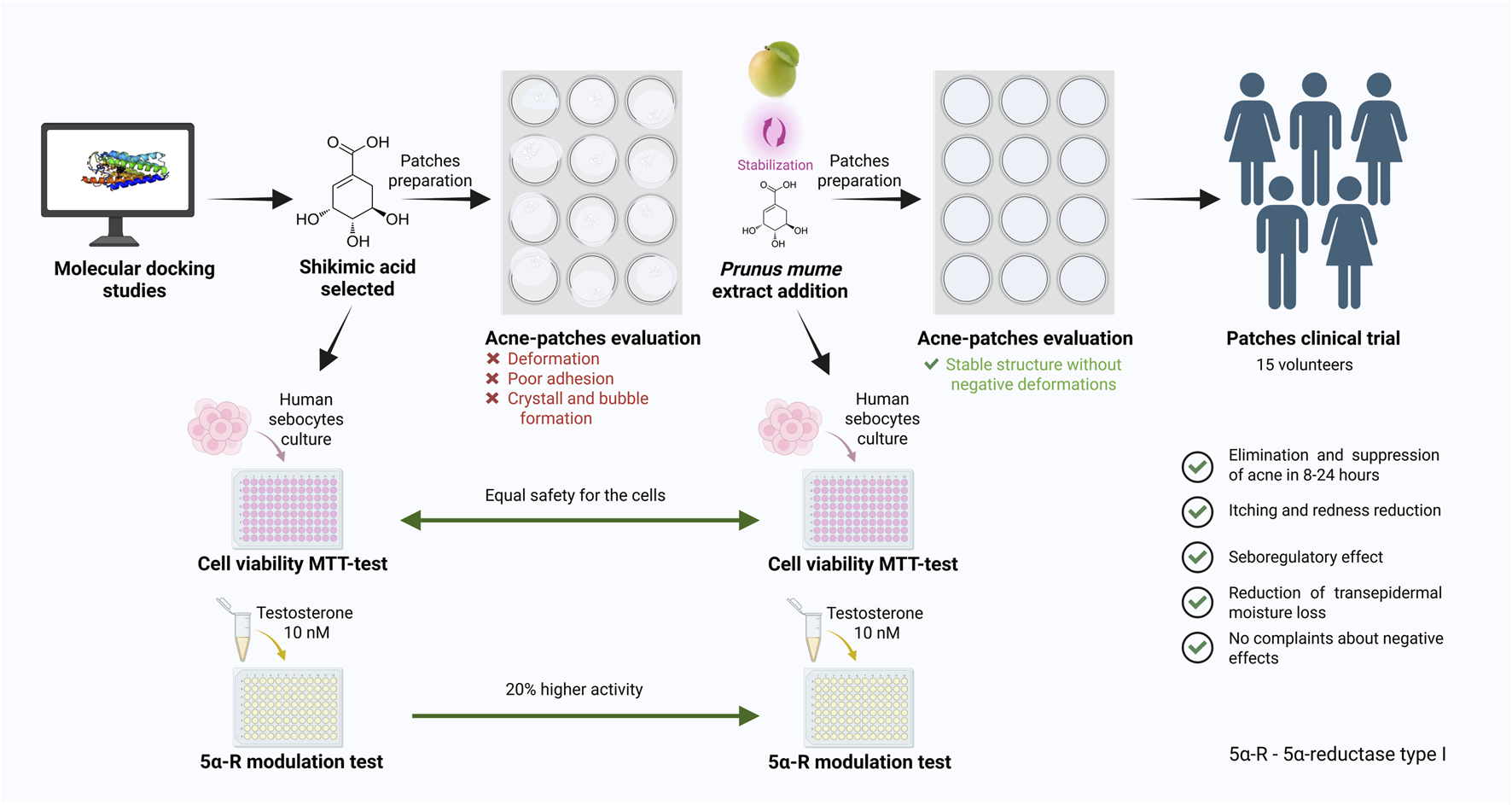 Flowchart of a study on acne patch development. Molecular docking identifies shikimic acid, used to create patches tested on human sebocytes in vitro and on healthy volunteers in vivo. Initial patches show issues like deformation. Prunus mume extract stabilizes shikimic acid in patches, resulting in improved structure. Both substances undergo cell viability and 5-alpha-reductase modulation tests, with the latter showing 20% higher activity for combination of shikimic acid and Prunus mume extract. Clinical trials with 15 volunteers show acne reduction, itch relief, sebum regulation, reduced moisture loss, and no negative skin effects.
