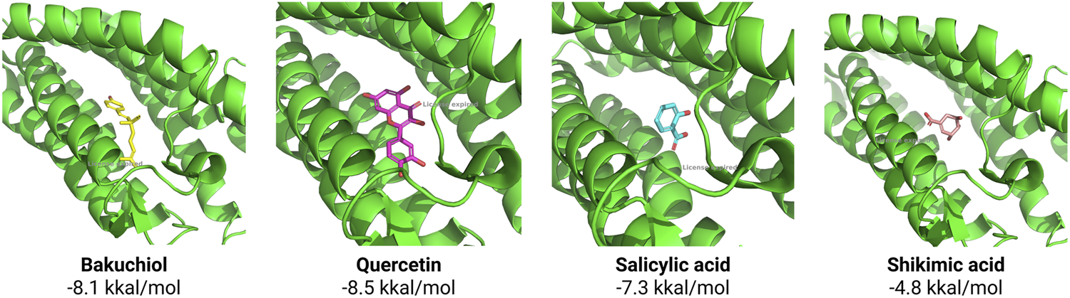 Illustration showing molecular docking simulations of four compounds with a protein structure depicted as green helices. From left to right: Bakuchiol (yellow) with binding energy of minus 8.1 kilocalories per mole, Quercetin (pink) with minus 8.5 kilocalories per mole, Salicylic acid (blue) with minus 7.3 kilocalories per mole, and Shikimic acid (red) with minus 4.8 kilocalories per mole. Each compound is shown interacting within the protein's 3D structure.