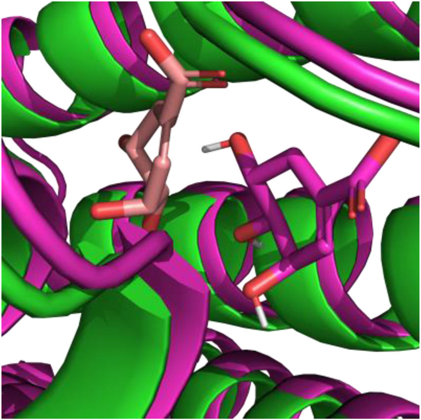 Molecular dynamics modelling showed intertwined green and pink helices with red and beige stick-like structures representing chemical bonds. The intricate structure highlights molecular interactions.
