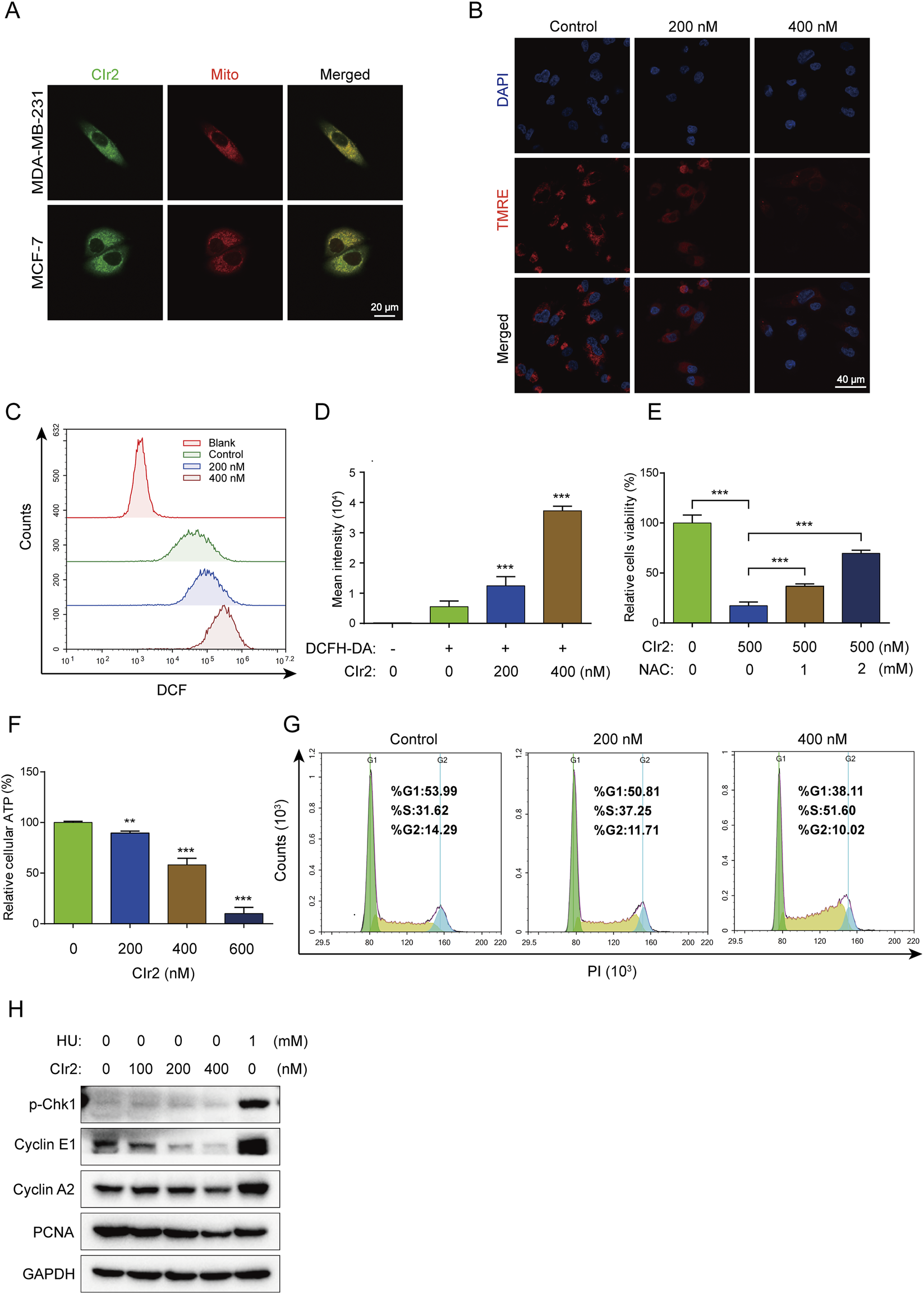 Panel of images showing various experimental results related to the effects of Clr2 on cells. A) Immunofluorescence images of MDA-MB-231 and MCF-7 cells stained with Clr2 (green) and MitoTracker (red), showing merged images with co-localization. B) Fluorescence microscopy images of control, 200 nM, and 400 nM Clr2-treated cells stained with DAPI and TMRE, showing diminished mitochondrial membrane potential. C) Flow cytometry graph displaying DCF fluorescence intensity, indicating increased reactive oxygen species levels at higher Clr2 concentrations. D) Bar graph of mean intensity of DCFH-DA, showing increased intensity with Clr2 treatment. E) Bar graph depicting relative cell viability in response to Clr2 and NAC treatments. F) Bar graph showing a decrease in relative cellular ATP levels with increasing concentrations of Clr2. G) Flow cytometry histograms illustrating cell cycle distribution at different Clr2 concentrations. H) Western blot results indicating levels of various proteins in response to Clr2 and hydroxyurea treatments.