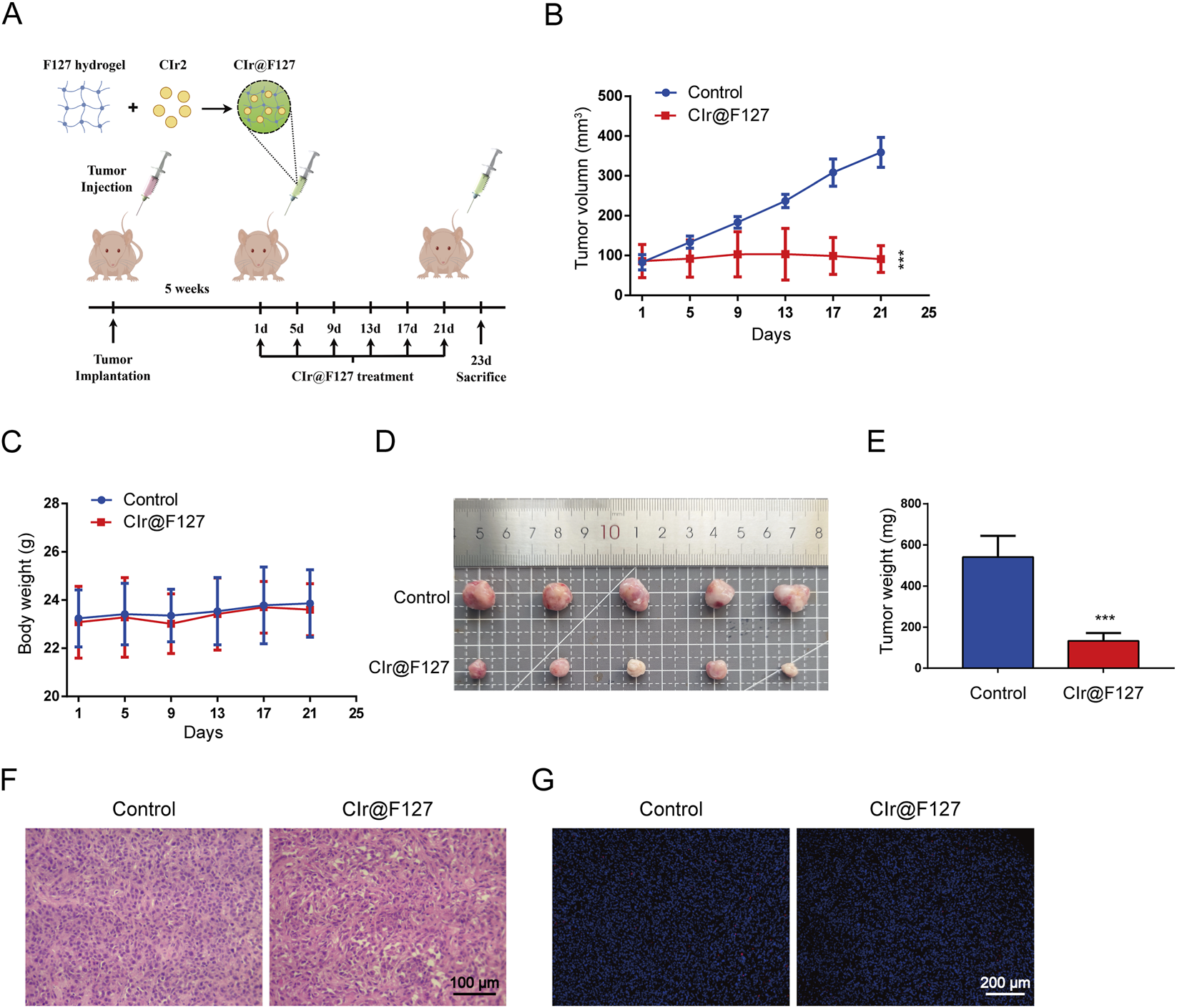 Diagram detailing a study on the effects of Clr@F127 on tumors. Panel A illustrates the treatment timeline with mice. Panel B shows a graph of tumor volume, revealing reduced growth in the Clr@F127 group compared to control. Panel C presents a body weight graph with little change. Panel D displays tumor size comparison between treatments, showing smaller tumors with Clr@F127. Panel E's bar graph indicates a significant decrease in tumor weight with Clr@F127. Panel F includes histological images showing reduced cellular density with Clr@F127. Panel G displays fluorescence images indicating decreased signal in the treated group.
