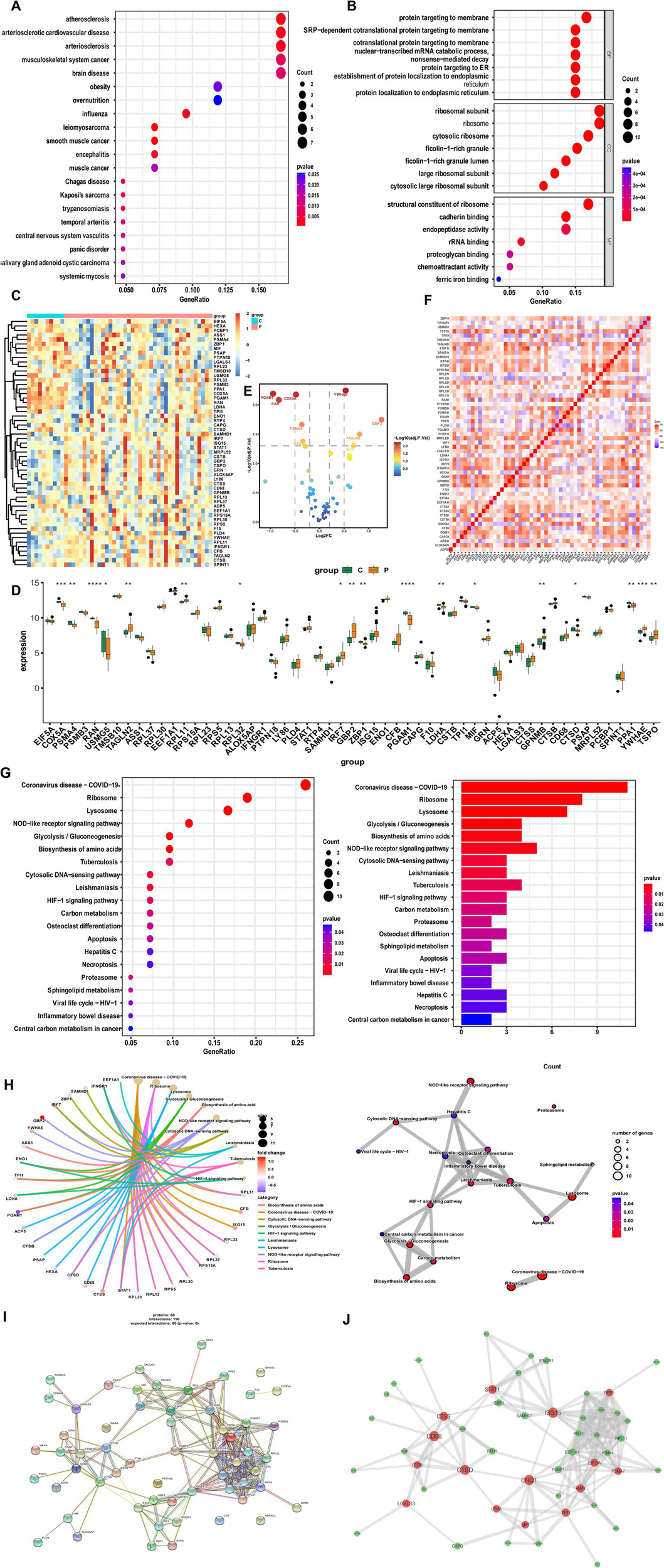 Panel A shows a dot plot visualizing disease associations with gene ratios, p-values, and counts using color and size. Panel B presents a dot plot of gene ontology terms with gene ratios, p-values, and counts, divided into functional categories. Panel C displays a heatmap of gene expression levels across samples with hierarchical clustering. Panel D is a box plot comparing gene expression across two groups labeled C and P for several genes. Panel E provides a volcano plot highlighting differential gene expression with log fold change on the x-axis and statistical significance on the y-axis. Panel F presents a gene correlation heatmap, with color intensity indicating correlation strength between gene pairs. Panel G shows two enrichment plots: a bubble chart and a horizontal bar graph comparing gene ratios, counts, and p-values for multiple pathways, such as coronavirus disease, ribosome, and lysosome, with color gradients and point sizes encoding significance and gene count. Panel H presents two network diagrams: one circular chord plot illustrating the relationships between gene categories and individual genes, and one pathway interaction network with nodes colored by p-value and sized by gene count. Panel I contains a protein-protein interaction network with multicolored nodes and edges indicating various interactions between proteins. Panel J features a simplified network diagram with red and green nodes connected by gray lines to display interaction clusters.