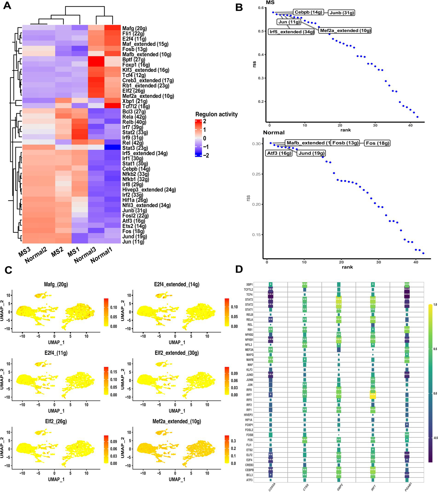 Panel A shows a hierarchical heatmap of regulon activity across MS and normal groups with a color gradient from blue to red. Panel B features two ranked dot plots comparing regulon ranking between MS and normal samples, highlighting key transcription factors. Panel C presents six UMAP scatter plots illustrating the spatial distribution and intensity of specific regulon activities. Panel D is a dot plot matrix visualizing gene expression profiles with color coding by quantitative value.