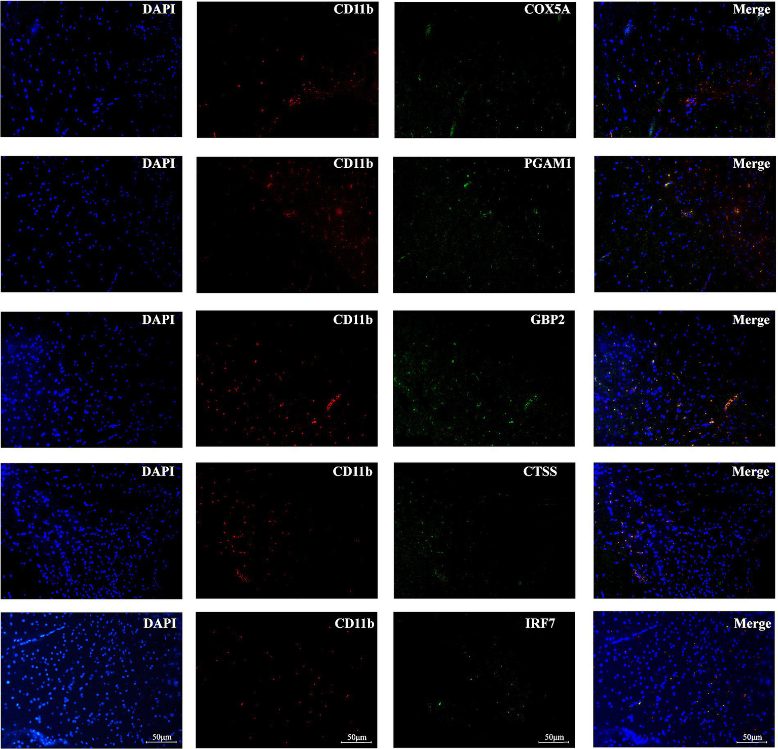 Fluorescent microscopy panel of five rows, each showing four columns labeled DAPI (blue nuclear stain), CD11b (red), a third marker (COX5A, PGAM1, GBP2, CTSS, or IRF7 in green), and Merge. Merged images visually combine blue, red, and green signals to indicate colocalization. Each row demonstrates immunostaining for different proteins, with scale bars of fifty micrometers in the bottom row.