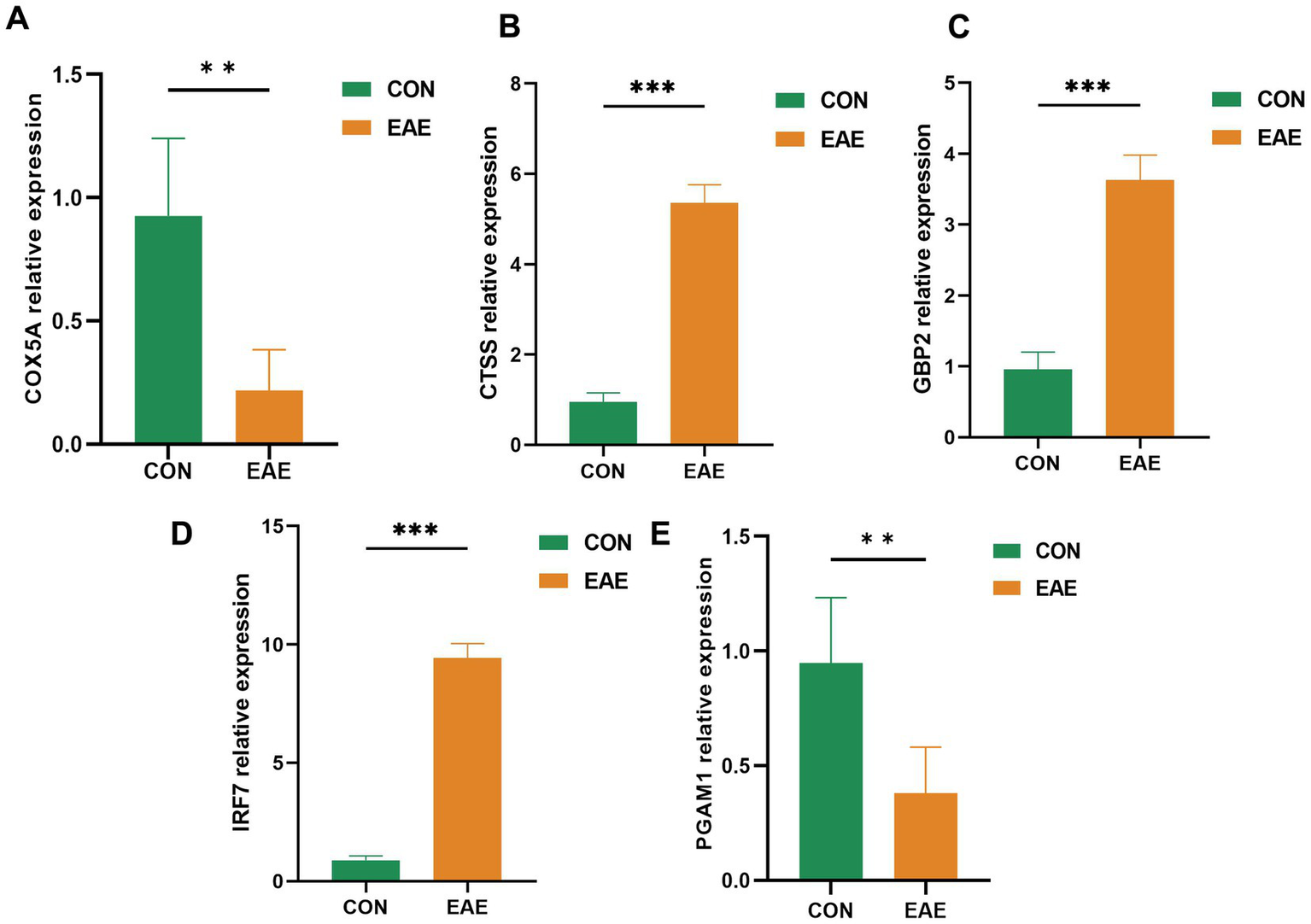 Bar graph figure with five panels labeled A to E, comparing gene expression between CON (control, green bars) and EAE (experimental autoimmune encephalomyelitis, orange bars). Panels show significant changes: A, COX5A decreased in EAE; B, CTSS increased in EAE; C, GBP2 increased in EAE; D, IRF7 increased in EAE; E, PGAM1 decreased in EAE. Significance is indicated by asterisks.