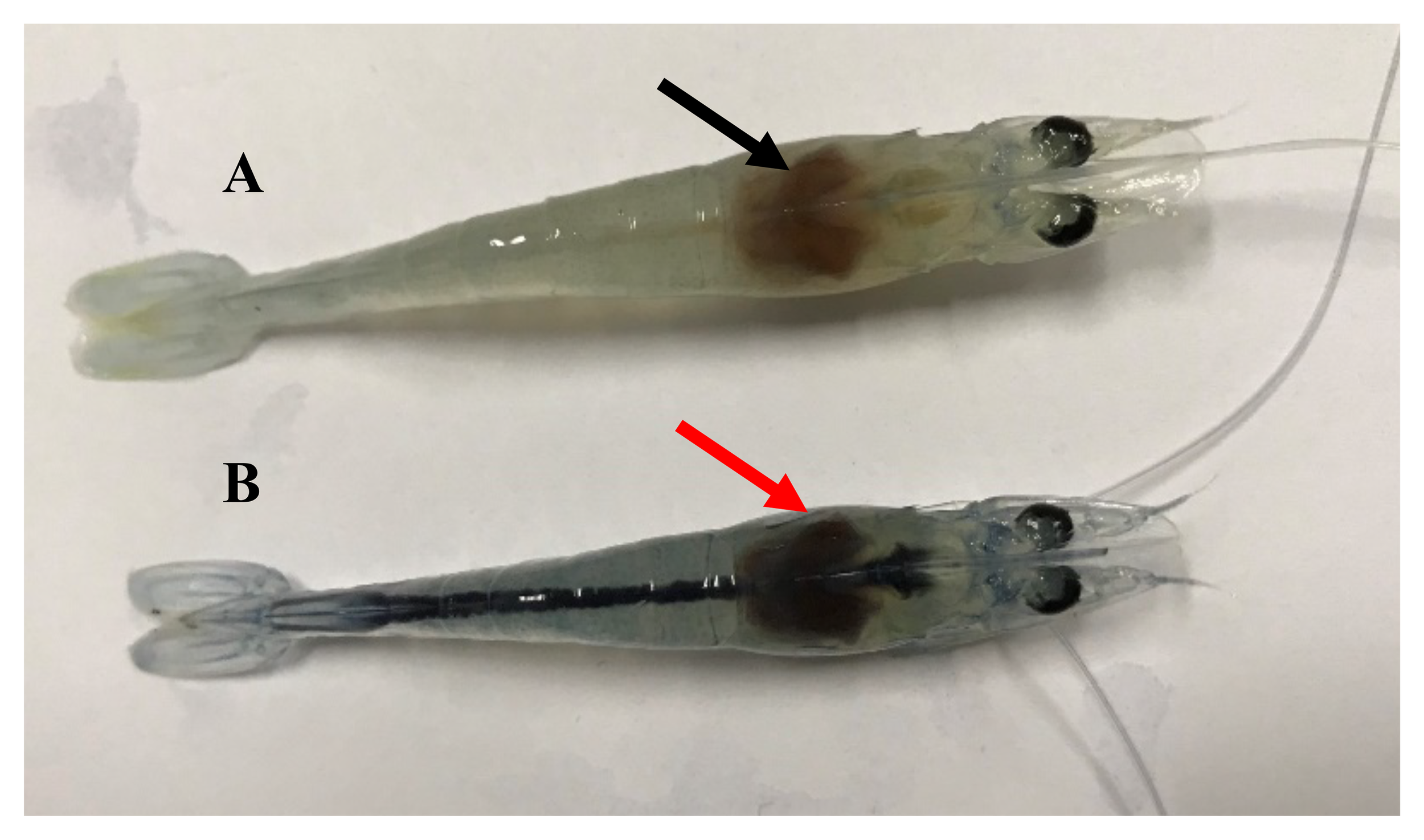 Two shrimp side by side labeled A and B. The shrimp labeled A has a black arrow pointing to a brown area near its head, while shrimp B has a red arrow pointing to a similar area. Both shrimp have translucent bodies and visible eyes and antennae.