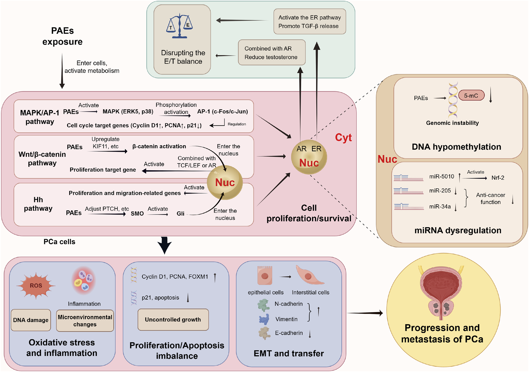 Diagram showing the effects of phthalate esters (PAEs) on prostate cancer (PCa) progression. PAEs exposure disrupts hormonal balance, affecting MAPK/AP-1, Wnt/β-catenin, and Hedgehog pathways. This leads to cell proliferation, DNA hypomethylation, and miRNA dysregulation. These changes cause oxidative stress, inflammation, proliferation/apoptosis imbalance, and epithelial-to-mesenchymal transition (EMT), contributing to PCa progression and metastasis.