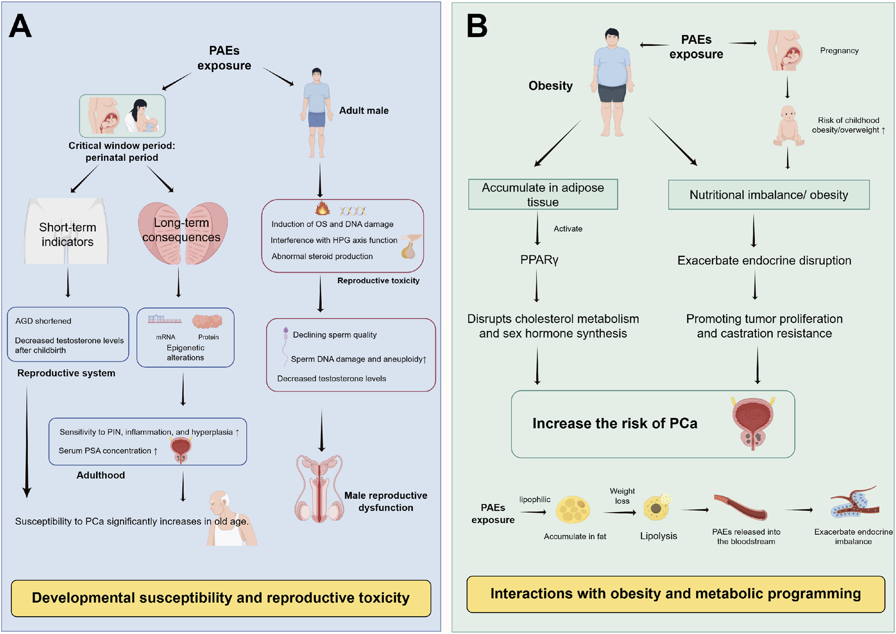 Diagram illustrating the effects of PAE exposure. Panel A depicts developmental susceptibility and reproductive toxicity in males, detailing effects from the perinatal period through adulthood, including reproductive system impacts and increased prostate cancer risk. Panel B shows interactions with obesity, explaining how PAEs accumulate in adipose tissue, disrupt metabolic processes, influence hormone synthesis, and raise prostate cancer risk. Both panels highlight long-term health consequences.