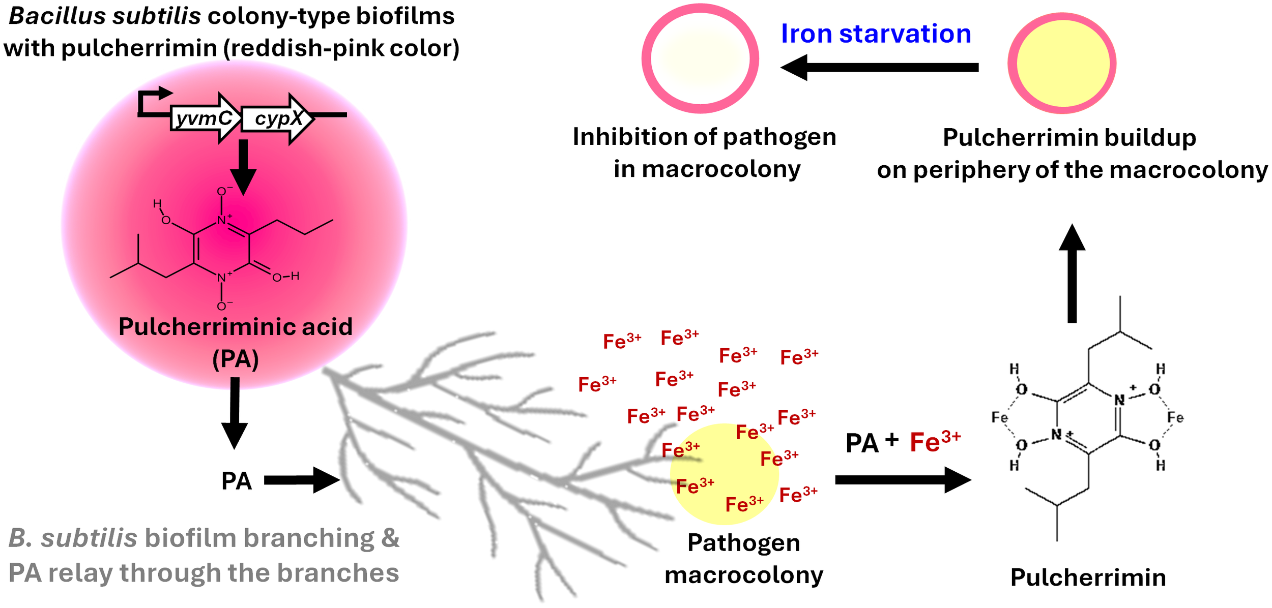 Diagram illustrating the formation of Bacillus subtilis colony-type biofilms with pulcherrimin. It shows pulcherriminic acid production, biofilm branching, and the relay of pulcherriminic acid (PA) through branches. PA reacts with Fe³⁺ in pathogen macrocolonies, leading to iron starvation and pulcherrimin buildup at the macrocolony periphery.