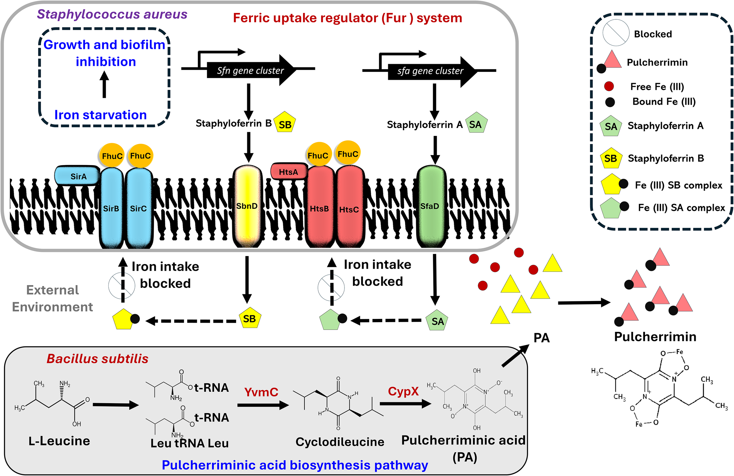 Diagram illustrating the ferric uptake regulator (Fur) system and pulcherriminic acid biosynthesis in Staphylococcus aureus and Bacillus subtilis. Staphylococcus aureus pathways show iron intake blockage via the SbnD and HtsB/HtsC systems, producing Staphyloferrin A and B. Iron starvation leads to growth and biofilm inhibition. Bacillus subtilis converts L-Leucine via YvmC and CypX into pulcherriminic acid, which binds with iron to form pulcherrimin. Symbols indicate various iron complexes and their pathways.