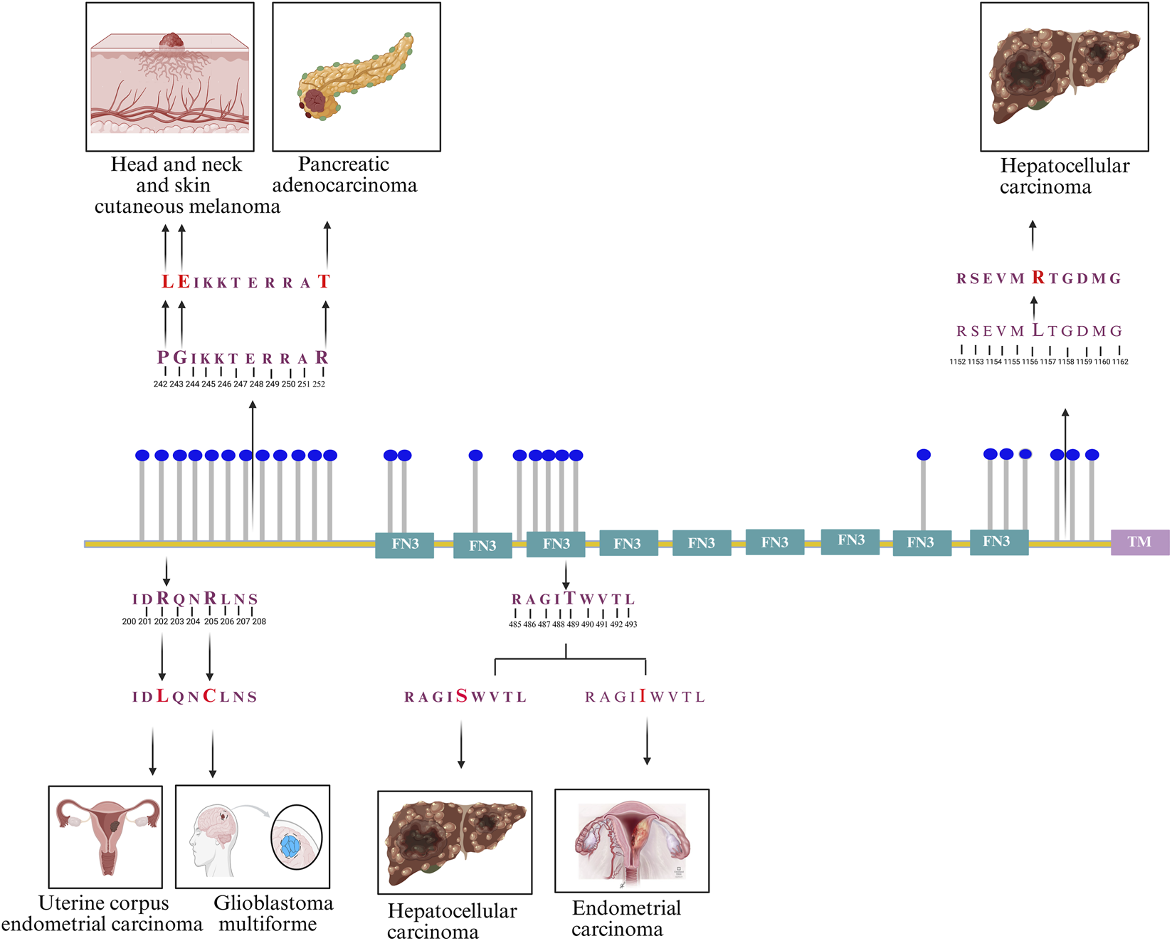 Diagram illustrating different carcinomas and their peptide sequences. The sequences include highlighted mutations linked to specific cancers such as head and neck cutaneous melanoma, pancreatic adenocarcinoma, hepatocellular carcinoma, uterine corpus endometrial carcinoma, glioblastoma multiforme, and endometrial carcinoma. The central graphic shows a protein structure with highlighted FN3 domains and associated peptides.