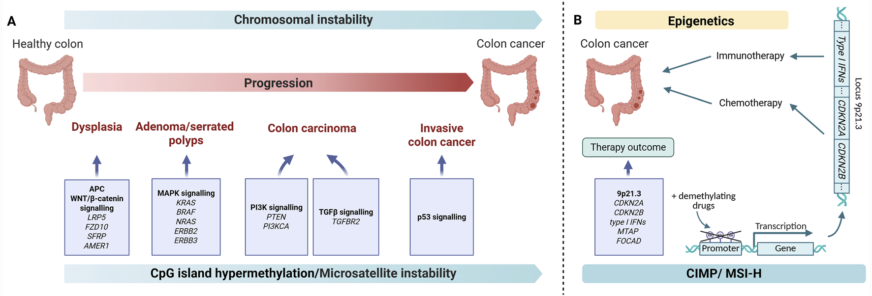 Figure illustrating molecular mechanisms in colon cancer. Panel A shows progression from a healthy colon to invasive colon cancer, highlighting key signaling pathways at each stage and increase in chromosomal instability and CpG island hypermethylation. Panel B depicts epigenetic regulation at locus 9p21.3 affecting therapy outcome, with arrows linking demethylating drugs, gene transcription, immunotherapy, and chemotherapy. Illustration created with BioRender.com.