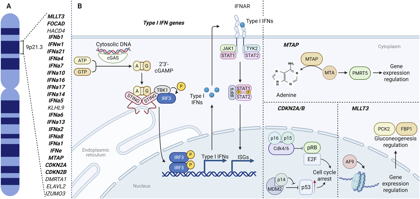 Diagram showing on the left the chromosome 9p21.3 locus with a list of genes including CDKN2A/B, IFN-I gene cluster, MTAP, MLLT3, FOCAD, ELAVL2, HACD4, KLHL9, DMRTA1 and IZUMO3. The central and right panels illustrate cellular pathways regulated by 9p21.3 locus genes: type I interferon production and signaling, MTAP’s role in adenine metabolism and gene expression regulation, CDKN2A/B-mediated cell cycle arrest via p16, p14, and related complexes, and MLLT3’s involvement in gluconeogenesis regulation and gene transcription.