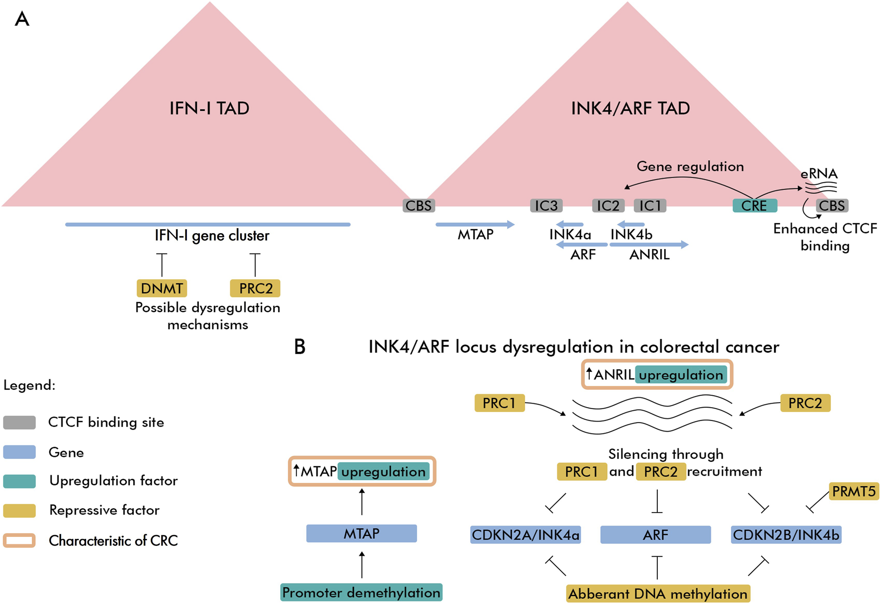 Diagram with two panels. Panel A shows the organization of IFN-I and INK4/ARF topologically associating domains (TADs), gene clusters, and their regulation by factors such as DNMT, PRC2, and CTCF binding sites, with dysregulation mechanisms indicated. Panel B illustrates INK4/ARF locus dysregulation in colorectal cancer, highlighting upregulation of MTAP and ANRIL, the role of PRC1 and PRC2 in silencing, and aberrant DNA methylation. Color-coded legend explains symbols for gene, upregulation factor, repressive factor, and colorectal cancer characteristic.