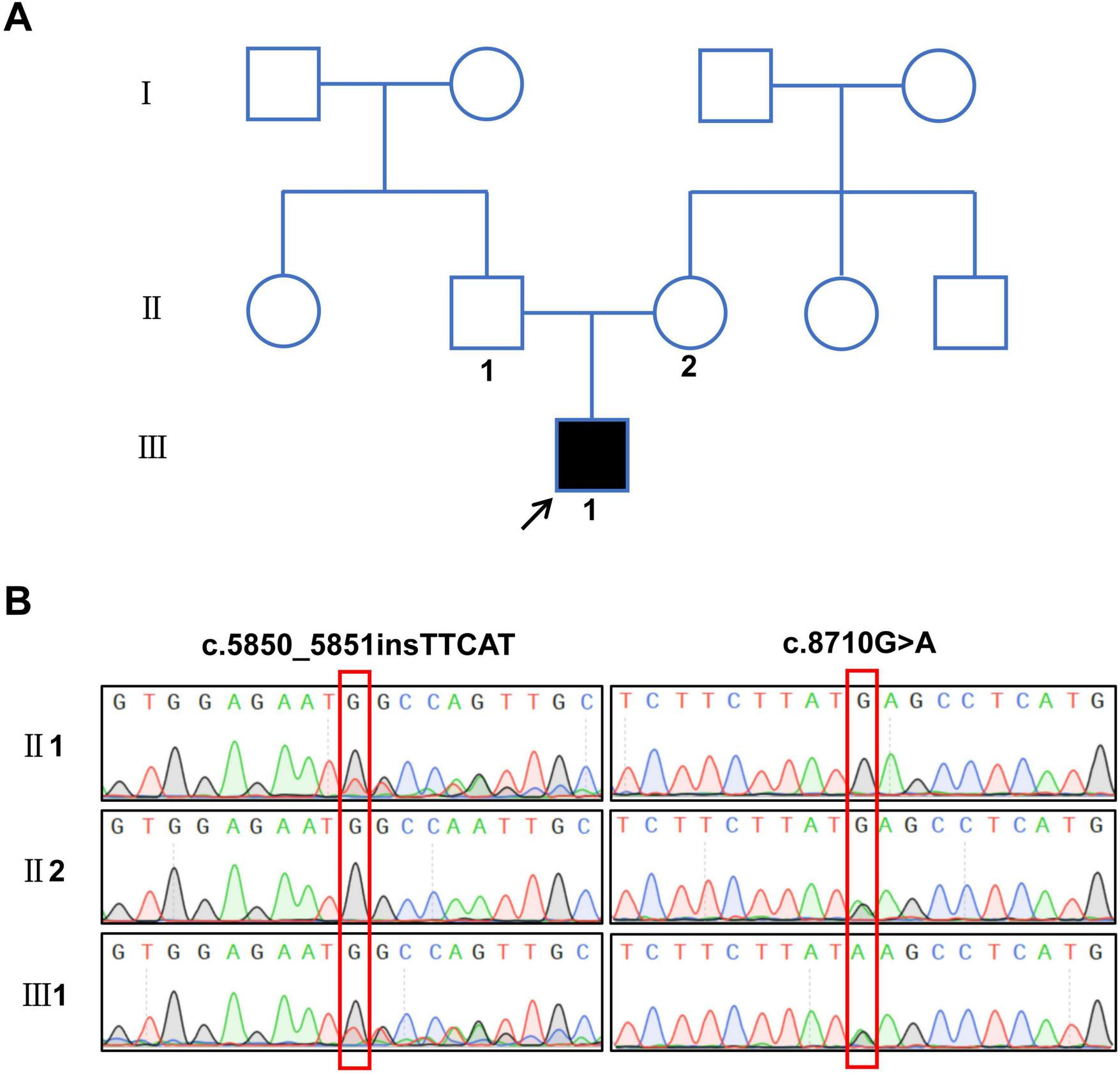 A two-panel image shows (A) a pedigree chart with three generations. The filled square at the bottom middle indicates an affected male. (B) DNA sequencing chromatograms for three family members, labeled II 1, II 2, and III1. Variants c.5850_5851insTTCAT and c.8710G>A are highlighted in red boxes in the chromatograms.