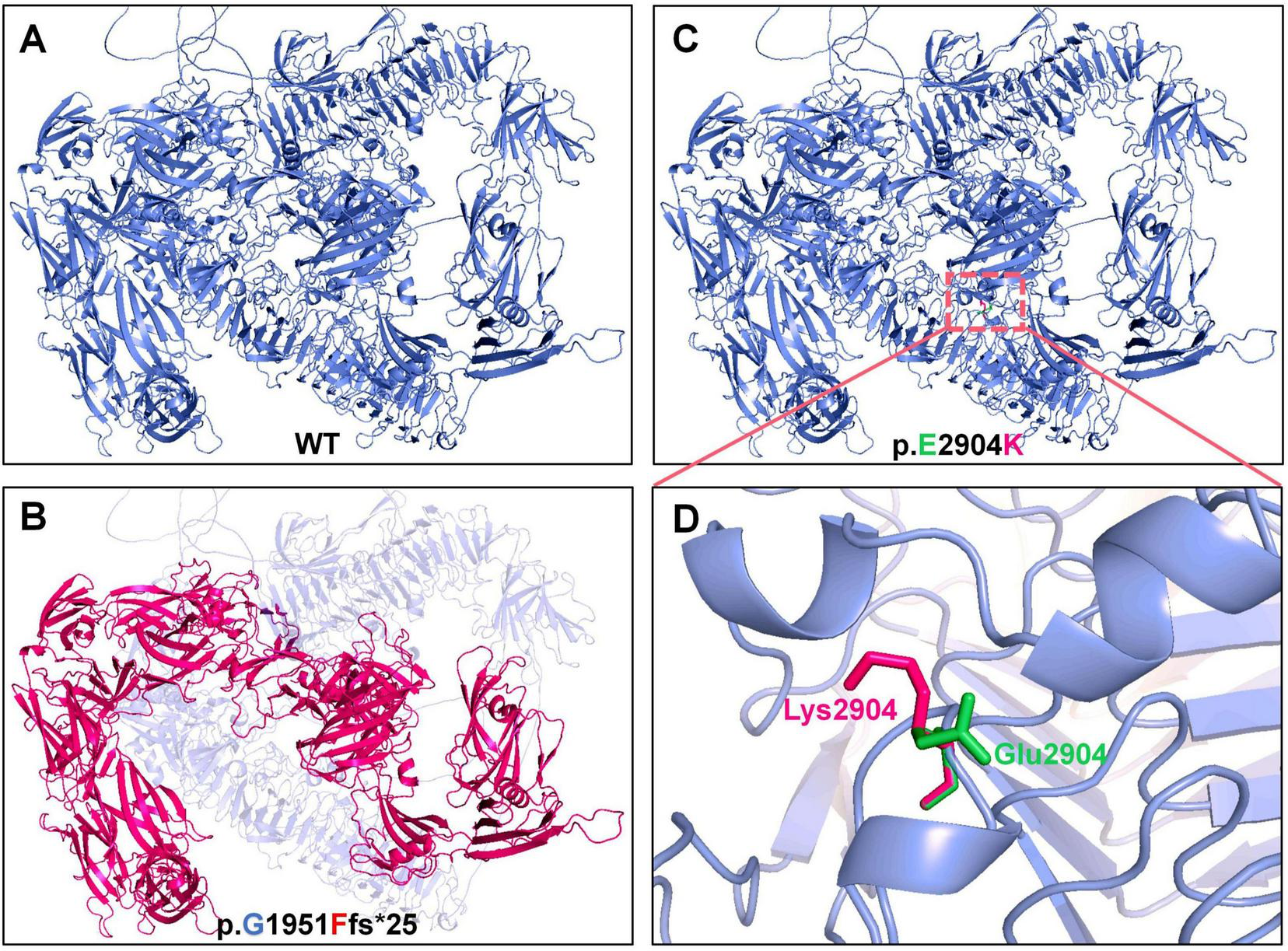 Diagram illustrating protein structures and mutations in four panels. Panel A: Wild type (WT) protein structure in blue. Panel B: Mutation p.G1951Fs*25 in magenta, showing a structural change. Panel C: Structure with mutation p.E2904K, highlighted in a red box. Panel D: Close-up of mutation site, showing Lysine 2904 replacing Glutamic acid 2904.