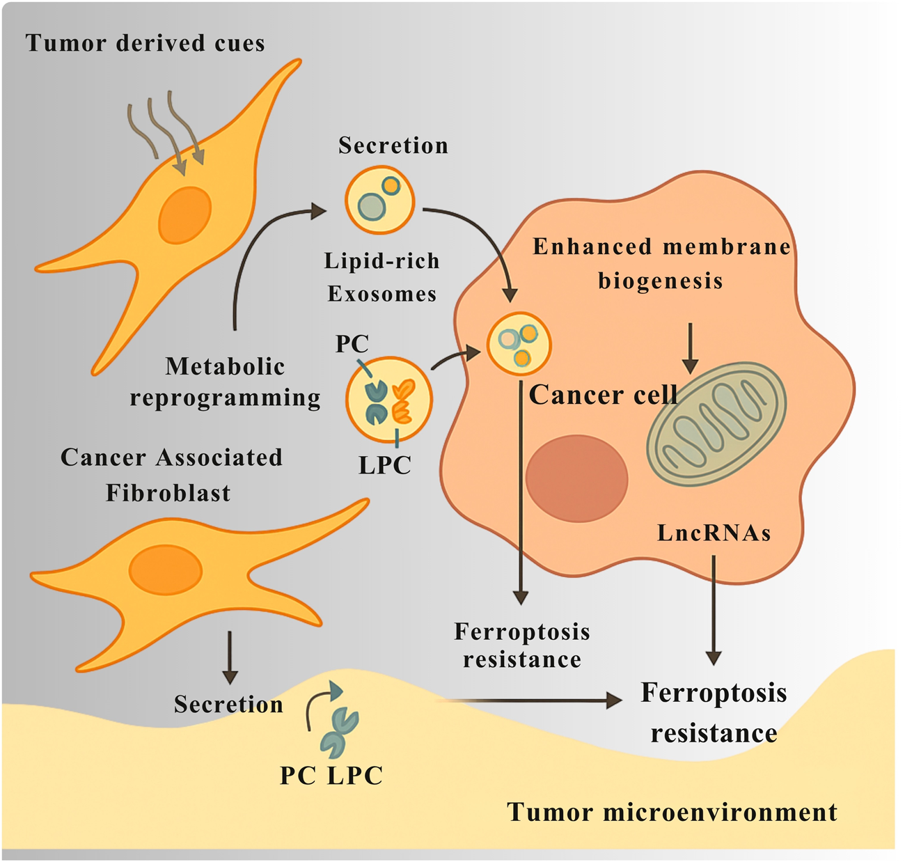 Diagram illustrating the interaction between cancer-associated fibroblasts and cancer cells in the tumor microenvironment. Tumor-derived cues lead to metabolic reprogramming in fibroblasts, resulting in the secretion of lipid-rich exosomes and lipid molecules like PC and LPC. These are taken up by cancer cells, enhancing membrane biogenesis and promoting ferroptosis resistance. The presence of LncRNAs in cancer cells also contributes to resistance within the tumor microenvironment.