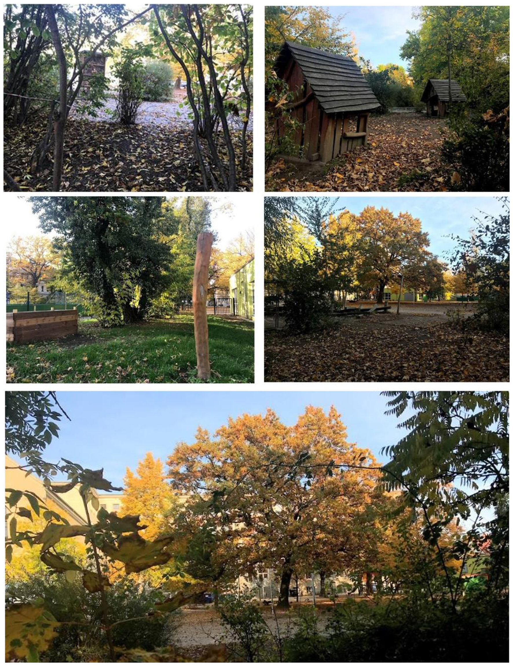 A collage of photos depicting an outdoor area during autumn. The images show a school building with colorful trees, a playground surrounded by fallen leaves, and various leafy shrubs and trees. Bright sunlight illuminates the scene, highlighting red, yellow, and green foliage. A green fence lines a path beside the trees.