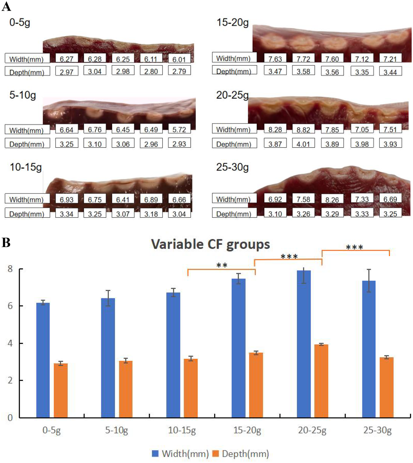Label A shows cross-sections of samples with varying weights from 0 to 30 grams, providing measurements for width and depth in millimeters. Label B presents a bar graph comparing the average width and depth across the same weight groups, with statistically significant differences indicated by asterisks, suggesting variability in measurements.
