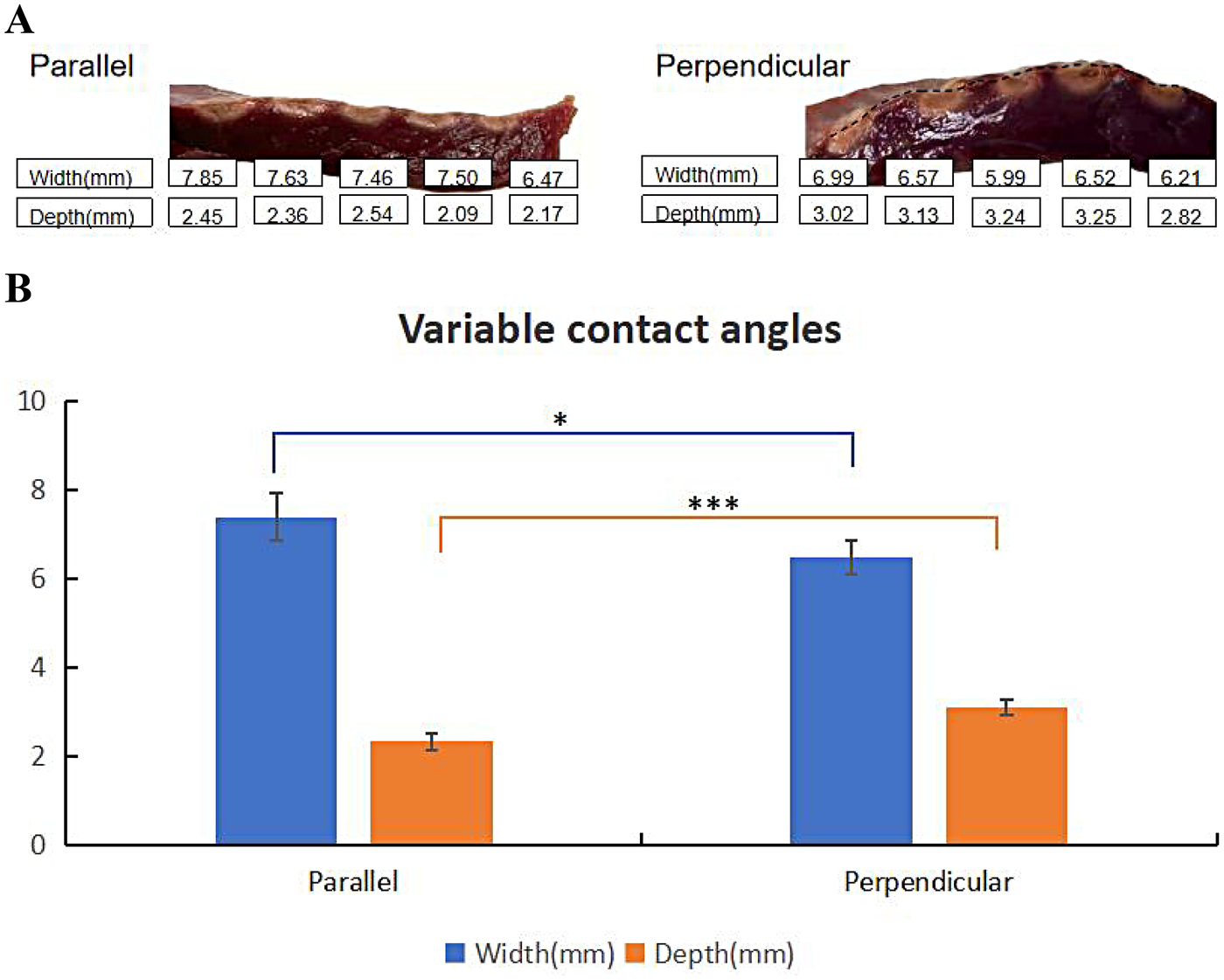 Two-part image showing tissue measurements and a bar graph. Top section (A) depicts cut meat, with widths and depths measured in two orientations: parallel and perpendicular, with specific dimensions labeled. Bottom section (B) features a bar graph titled \"Variable contact angles,\" comparing these dimensions. Parallel shows greater width than perpendicular, indicated by bars with statistical significance markers.
