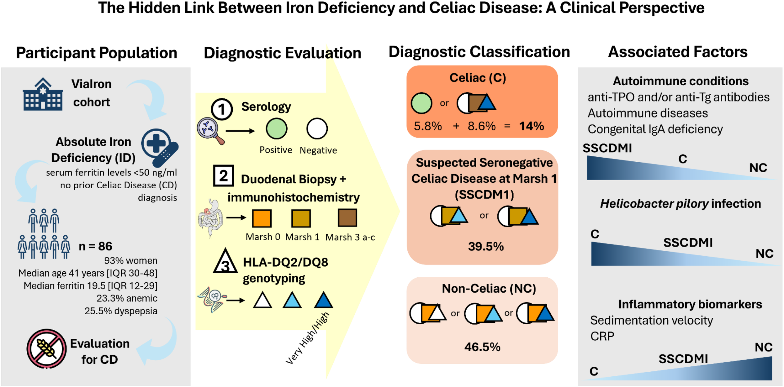 Infographic illustrating a clinical study on the link between iron deficiency and celiac disease. Eighty-six participants with absolute iron deficiency and no prior celiac diagnosis underwent serology, duodenal biopsy, and HLA genotyping. Diagnostic classifications included celiac (14 percent), suspected seronegative celiac disease at Marsh 1 (39.5 percent), and non-celiac (46.5 percent). Associated factors analyzed were autoimmune conditions, Helicobacter pylori infection, and inflammatory biomarkers, each graded by prevalence among celiac, suspected seronegative, and non-celiac groups.