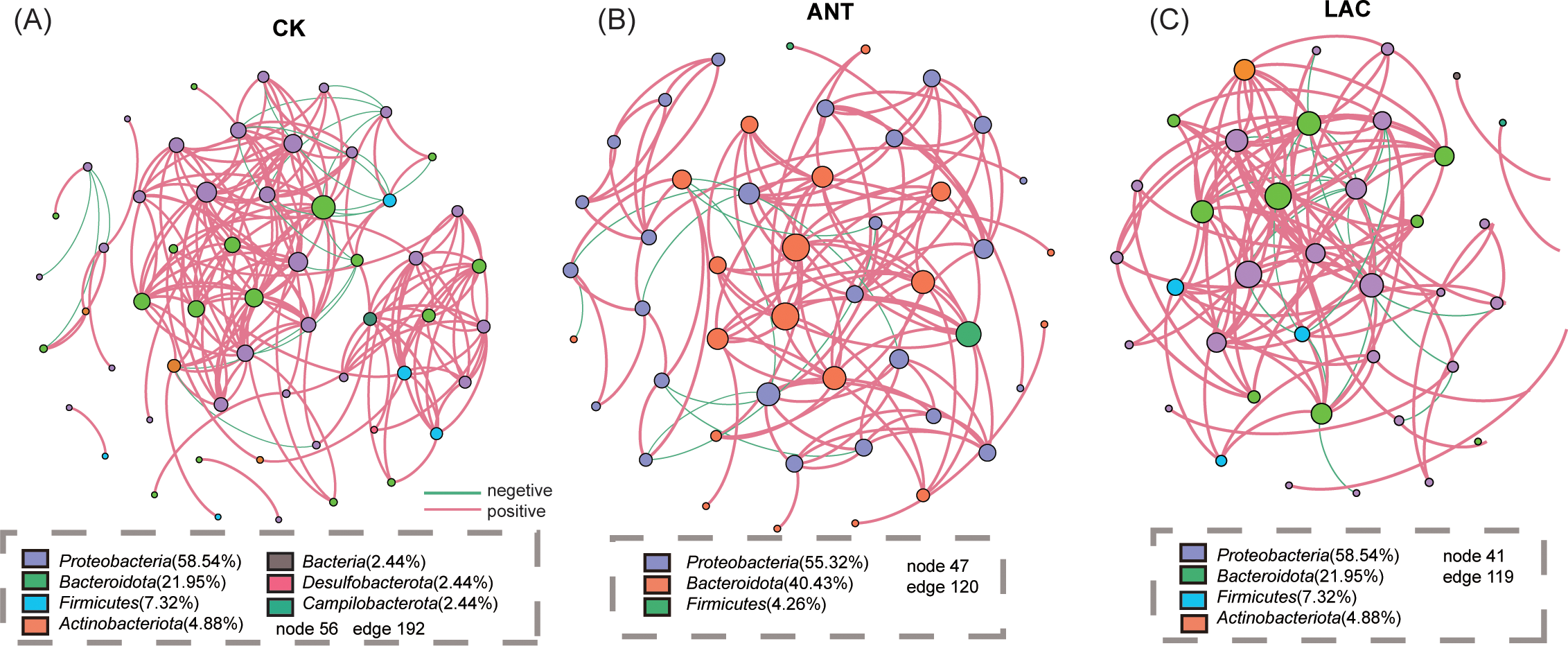 Three microbial co-occurrence network diagrams labeled CK, ANT, and LAC. Nodes represent bacterial groups: Proteobacteria, Bacteroidota, Firmicutes, Actinobacteriota, and others. Edges indicate positive (pink) and negative (green) interactions. Each network shows varying bacterial proportions and connectivity, with CK having 56 nodes, ANT 47 nodes, and LAC 41 nodes.