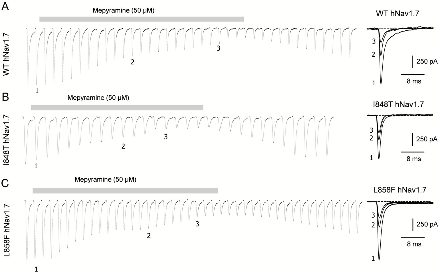 Electrophysiological traces of sodium channel hNav1.7 variants under Mepyramine at fifty micromolar. Panel A shows WT hNav1.7, Panel B shows I848T hNav1.7, and Panel C shows L858F hNav1.7. Each panel includes traces numbered one to three, with corresponding peak current overlays on the right side. Scale bars indicate two hundred fifty picoamperes and eight milliseconds.