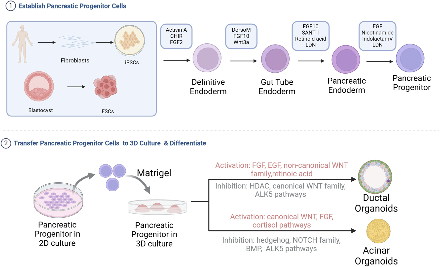 Diagram illustrating the differentiation of pancreatic progenitor cells. The first section shows fibroblasts transforming into iPSCs and definitive endoderm using specific factors, progressing to pancreatic progenitors. The second section depicts the transfer of these cells from 2D to 3D cultures using Matrigel, differentiating into ductal and acinar organoids, with activation and inhibition pathways highlighted.