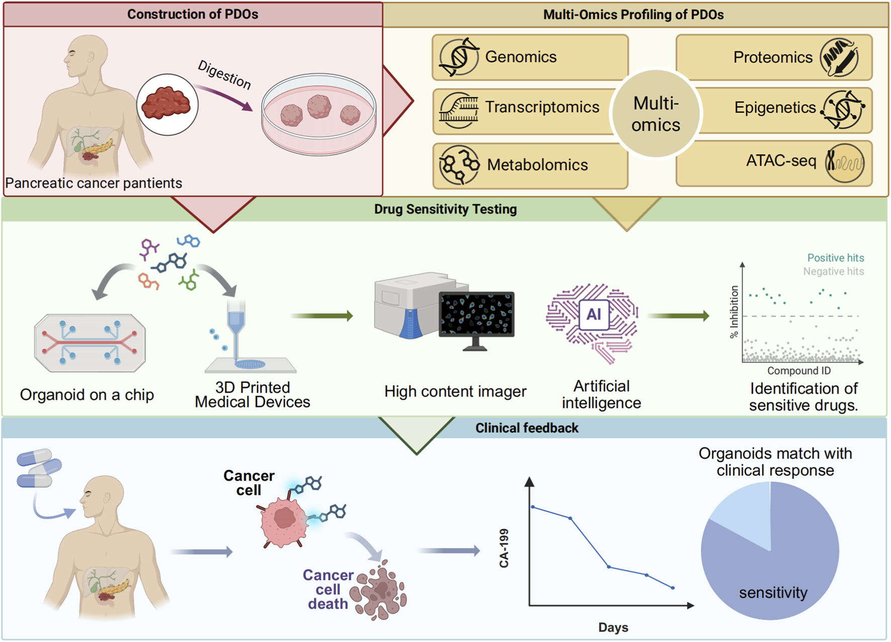 Flowchart depicting the process of using pancreatic cancer patient-derived organoids (PDOs) for drug sensitivity testing. Construction involves digestion and cultivation of organoids. Multi-omics profiling includes genomics, transcriptomics, metabolomics, proteomics, epigenetics, and ATAC-seq. Drug testing utilizes organoids on a chip, 3D printed devices, high content imaging, and AI to identify sensitive drugs. Clinical feedback shows treatment effectiveness, demonstrated by cancer cell death and decreased CA-19-9 levels over time, with a pie chart illustrating sensitivity alignment with clinical response.