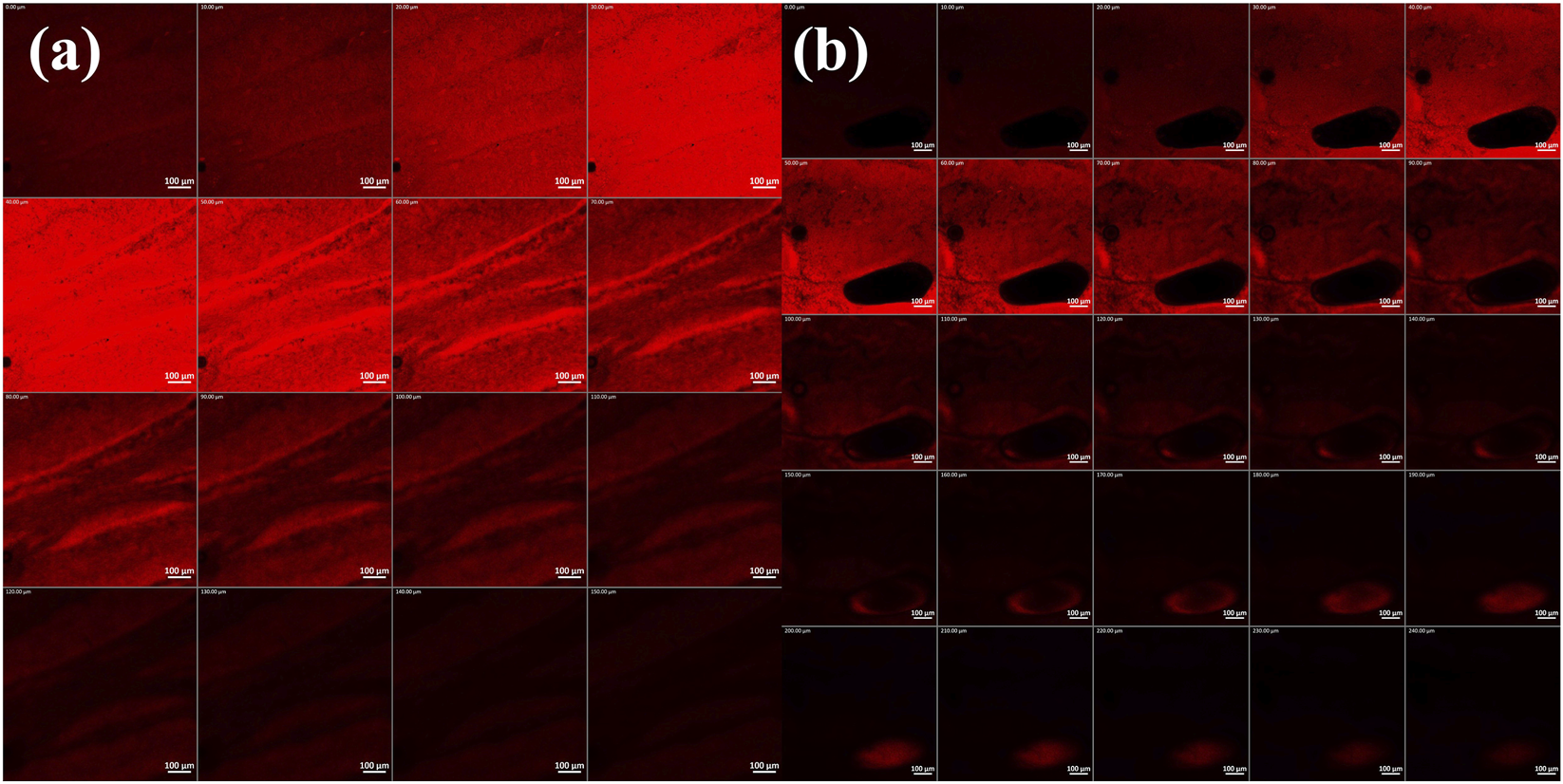 CLSM images. The images suggest the deeper penetration of the DHCPP gel.