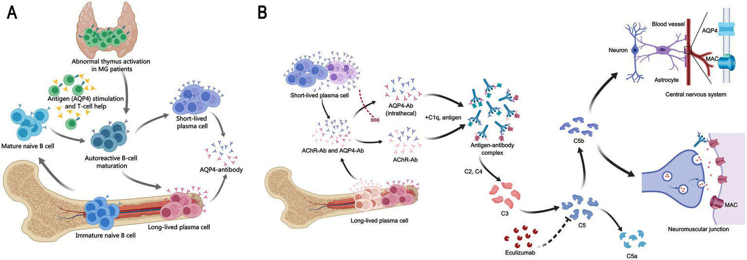 Diagram illustrating immune pathway mechanisms in myasthenia gravis. Panel A shows abnormal thymus activation leading to autoreactive B-cell maturation and AQP4-antibody production. Panel B details antibody-mediated complement activation, antigen-antibody complex formation, C5 cleavage, and membrane attack complex (MAC) effects on the central nervous system and neuromuscular junction, indicating sites of action for eculizumab.
