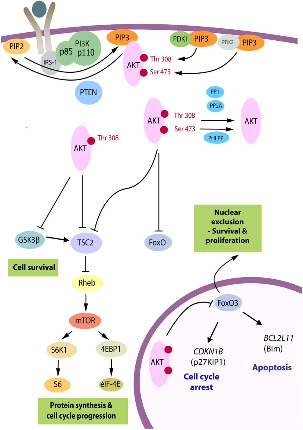 Frontiers The Pi3k Akt Pathway In Tumors Of Endocrine Tissues