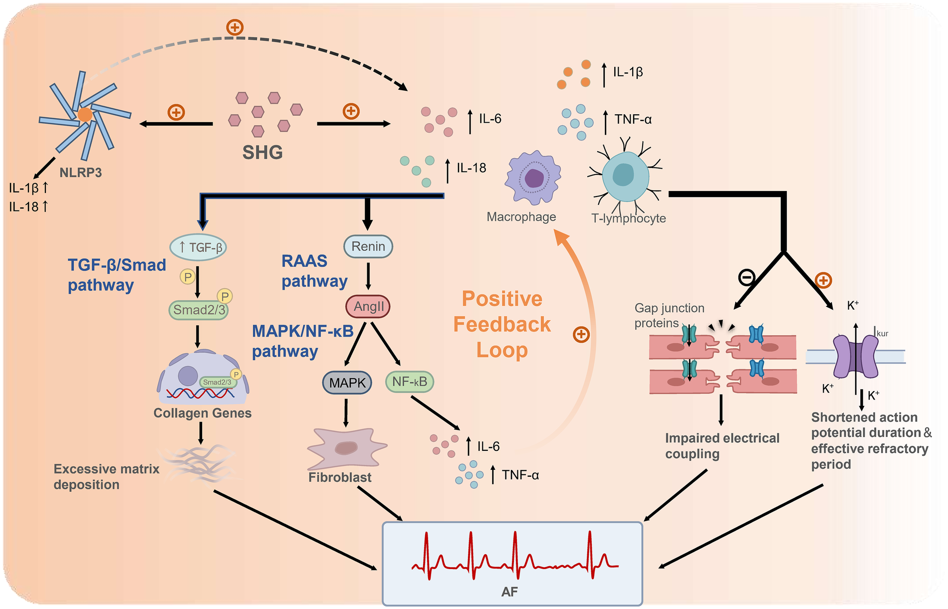 Diagram illustrating the mechanisms linking stress hyperglycemia (SHG)-induced inflammation to atrial fibrillation (AF) following acute myocardial infarction (AMI). SHG elevates pro-inflammatory cytokines (e.g., IL-6, TNF-α, IL-1β/IL-18), which activate the TGF-β/Smad pathway to induce collagen deposition and fibrosis. Concurrently, cytokines stimulate RAAS, leading to Ang II-mediated MAPK/NF-κB activation, further amplifying inflammation through a positive feedback loop. Inflammatory mediators also cause electrical remodeling by downregulating gap junctions and upregulating potassium currents (e.g., Ikur), shortening action potential duration. Additionally, SHG activates the NLRP3 inflammasome, enhancing release of IL-1β/IL-18 and other cytokines. These interconnected pathways collectively drive structural and electrical remodeling, culminating in AF.