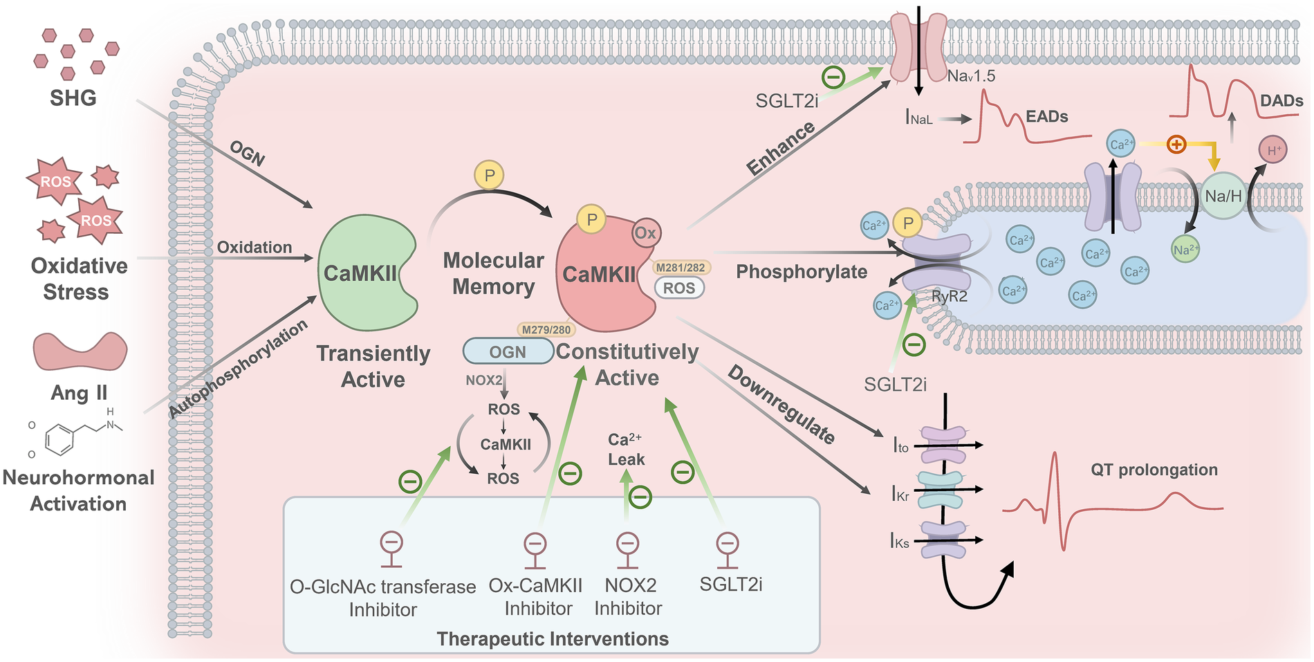 Diagram illustrating the mechanisms linking CaMKII activation to new-onset atrial fibrillation (NOAF). SHG, oxidative stress, and neurohormonal activation induce persistent CaMKII activity via O-GlcNAcylation, oxidation, and autophosphorylation, creating a "molecular memory." Specifically, O-GlcNAcylation triggers a NOX2-dependent ROS burst, establishing a self-amplifying ROS–CaMKII cycle. Oxidized CaMKII promotes sarcoplasmic reticulum Ca²+ leak via RyR2 phosphorylation, leading to DADs. It also enhances late sodium current (INaL), prolonging action potential duration and inducing EADs, while suppressing potassium currents (e.g., Ito, IKr, IKs) to prolong repolarization. SGLT2i and inhibitors targeting O-GlcNAcylation, ox-CaMKII, or NOX2 can attenuate these abnormalities.