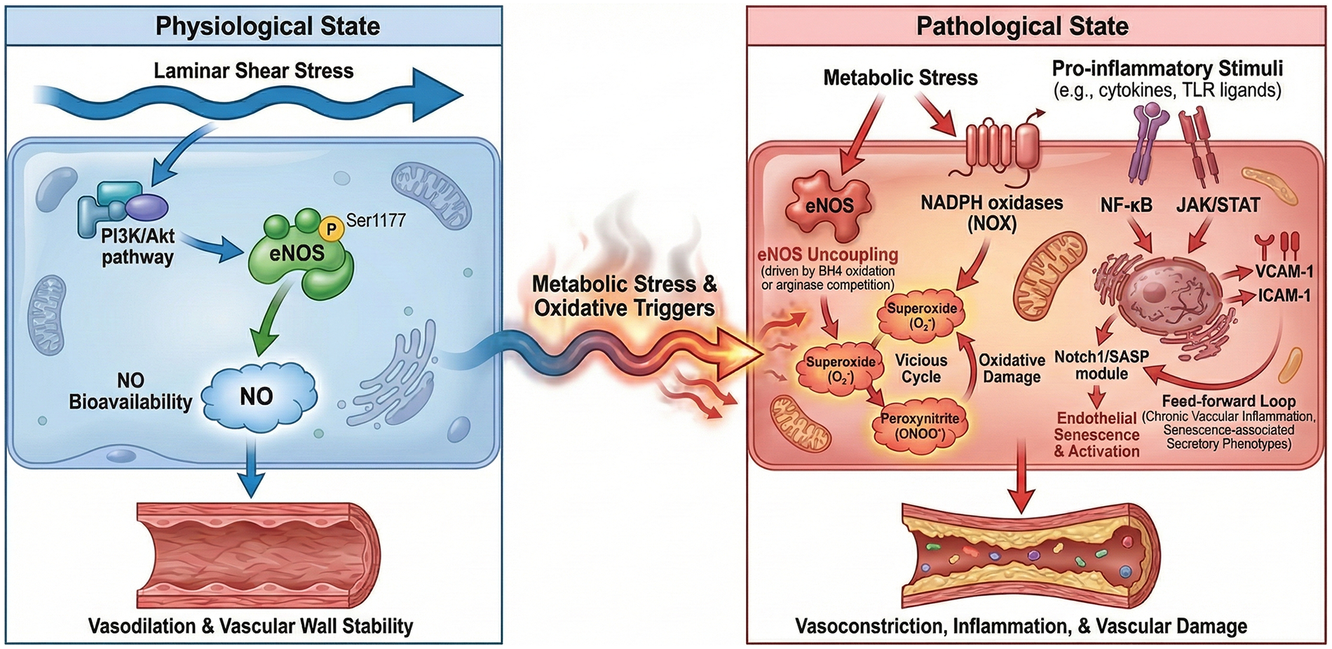 Diagram contrasting physiological and pathological states in vascular health. On the left, under physiological conditions, laminar shear stress activates the PI3K/Akt pathway, promoting eNOS phosphorylation, enhancing nitric oxide (NO) bioavailability, leading to vasodilation and vascular stability. On the right, pathological conditions involve metabolic stress and pro-inflammatory stimuli activating NADPH oxidases, resulting in eNOS uncoupling. This generates superoxide, causing oxidative damage and feeding into a cycle of inflammation with NF-kB and JAK/STAT pathways, leading to endothelial activation, vasoconstriction, inflammation, and vascular damage.