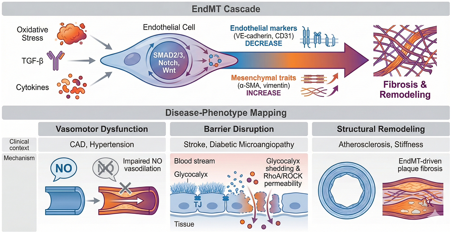 Diagram illustrating the EndMT cascade and disease-phenotype mapping. Oxidative stress, TGF-β, and cytokines induce changes in endothelial cells, reducing endothelial markers and increasing mesenchymal traits, leading to fibrosis and remodeling. Disease-phenotype mapping links vasomotor dysfunction to coronary artery disease and hypertension, barrier disruption to stroke and diabetic microangiopathy, and structural remodeling to atherosclerosis and stiffness. Mechanisms include impaired nitric oxide vasodilation, glycocalyx shedding, and EndMT-driven plaque fibrosis.