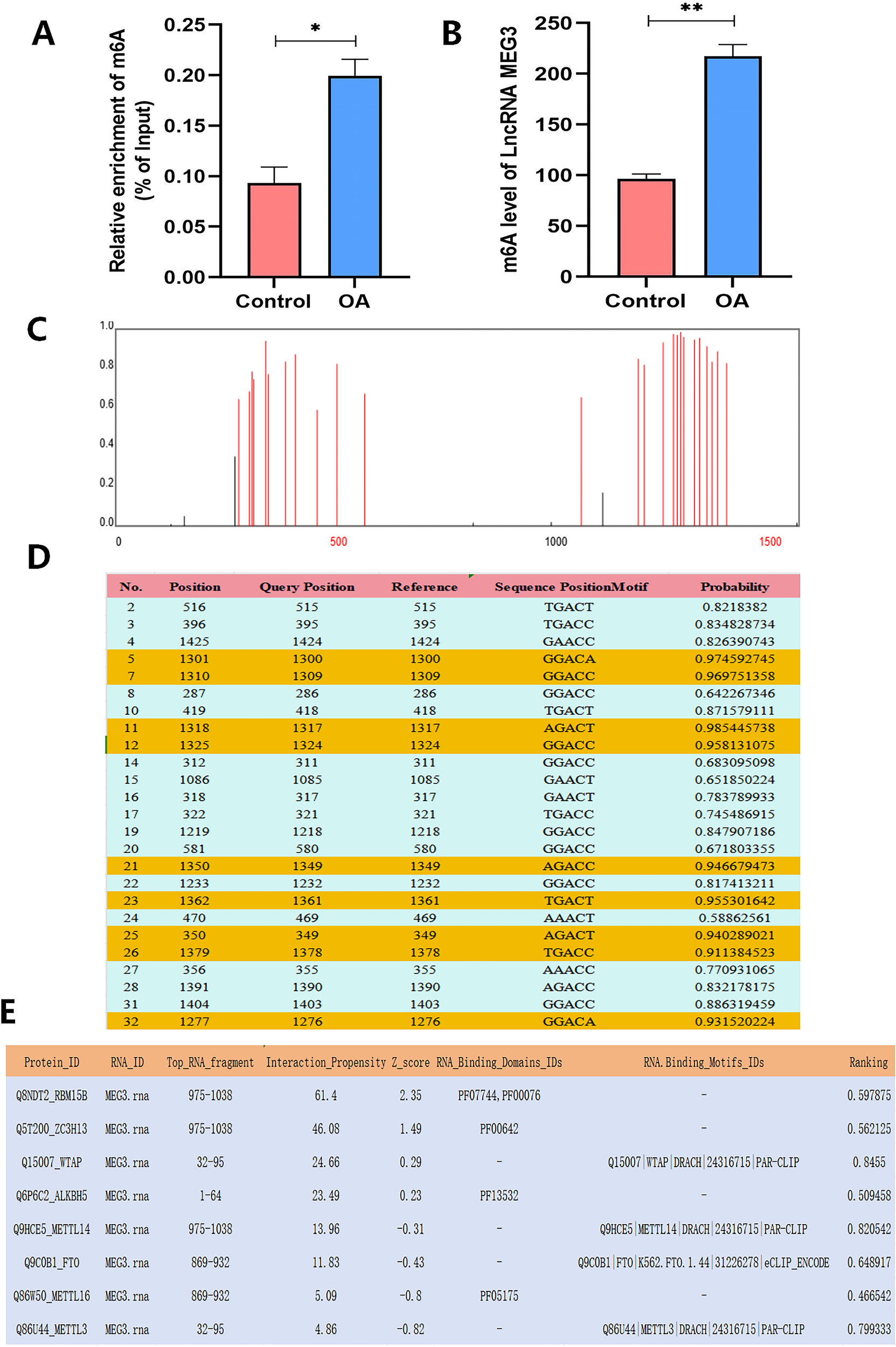 Bar graphs and tables displaying data on m6A enrichment and levels in control versus OA conditions. Graph A shows significant m6A enrichment in OA. Graph B shows increased m6A levels of LncRNA MEG3 in OA. Graph C illustrates a probability distribution along the sequence positions. Table D lists positions, motifs, and probabilities of m6A modification. Table E details interactions of RNA fragments with proteins, including protein ID, interaction propensity, Z score, and RNA binding domains.