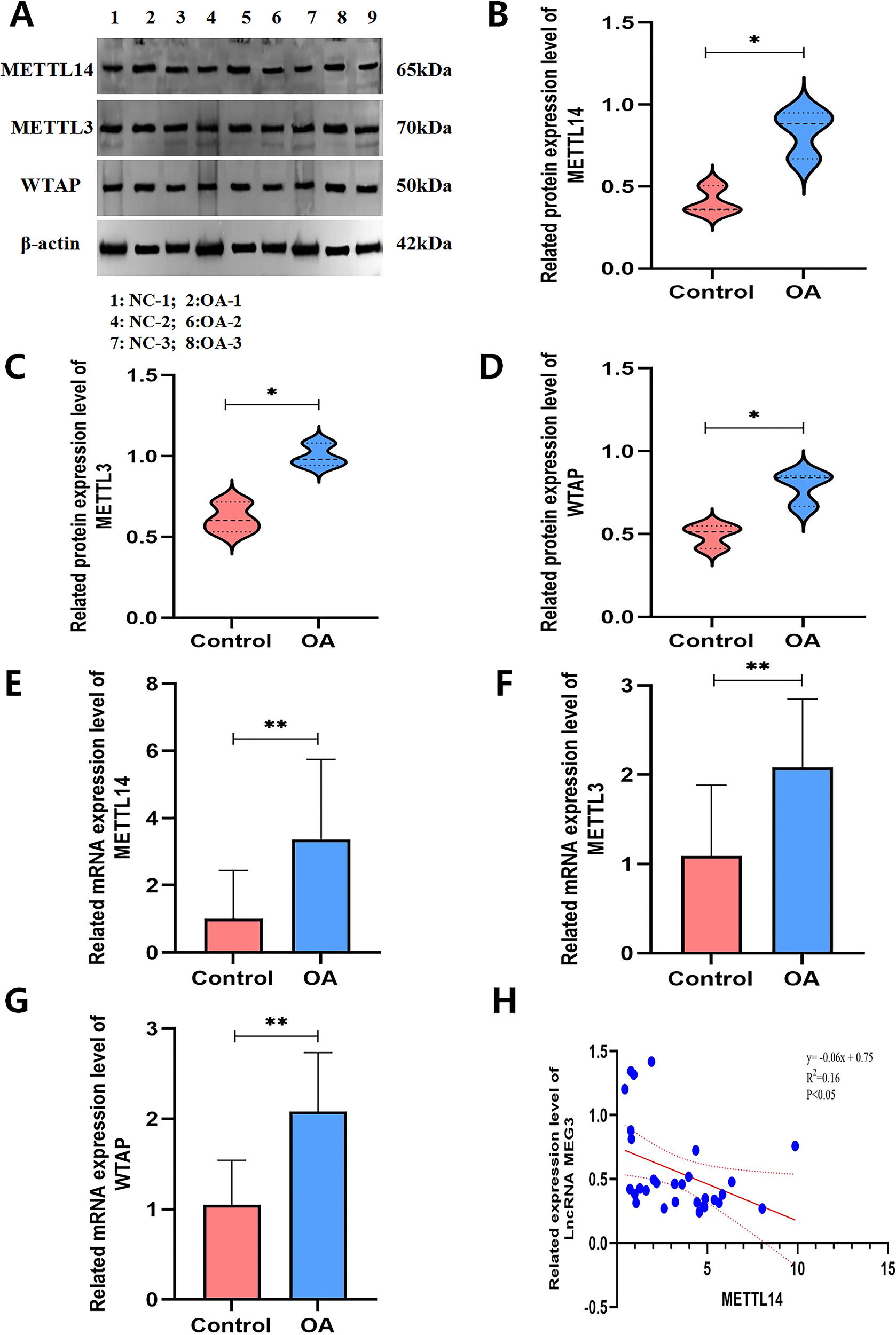 Western blot analysis and related charts depicting protein and mRNA expression levels of METTL14, METTL3, and WTAP between control and OA groups. Panels B, C, and D show violin plots with significant differences marked by asterisks. Charts E, F, and G show bar graphs illustrating mRNA expression levels with significant increases in the OA group. Panel H presents a scatter plot showing a negative correlation between METTL14 and the expression level of LncRNA MEG3.