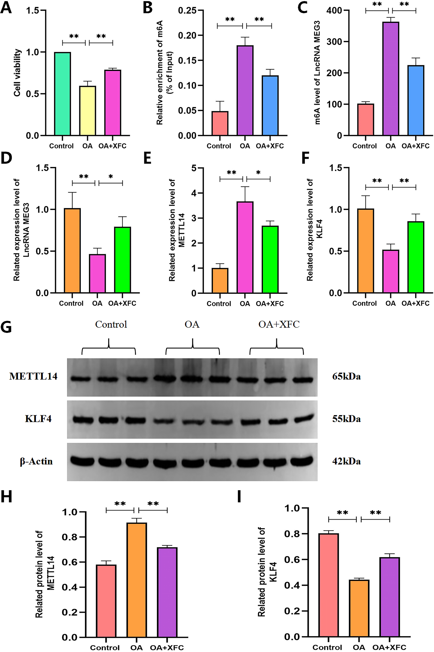 Bar graphs and a protein gel depict various cellular and molecular changes across Control, OA, and OA+XFC groups. (A) Cell viability decreases in OA and OA+XFC. (B) & (C) Relative enrichment and levels of m6A in Lncrna MEG3 increase in OA and decrease slightly with XFC. (D), (E) & (F) Expression levels of Lncrna MEG3, METTL14, and KLF4 vary, showing highest changes in OA. (G) Protein gel for METTL14, KLF4, and β-Actin across groups. (H) & (I) Protein levels of METTL14 and KLF4 are highest in OA. Statistical significance denoted by asterisks.