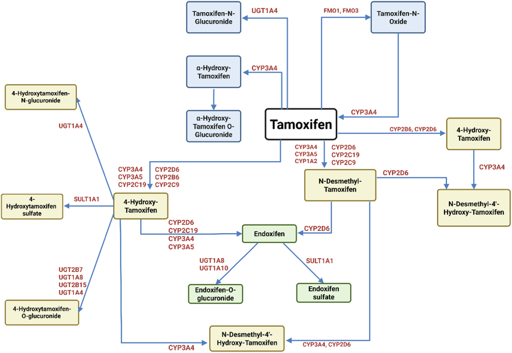 Diagram illustrating the metabolic pathways of Tamoxifen. It shows Tamoxifen metabolized into several compounds, including Tamoxifen-N-Glucuronide, α-Hydroxy-Tamoxifen, 4-Hydroxy-Tamoxifen, N-Desmethyl-Tamoxifen, and Endoxifen. Various enzymes like UGT1A4, CYP3A4, CYP2D6, and CYP2C19 facilitate these conversions. Arrows and enzyme labels indicate specific transformations between compounds.