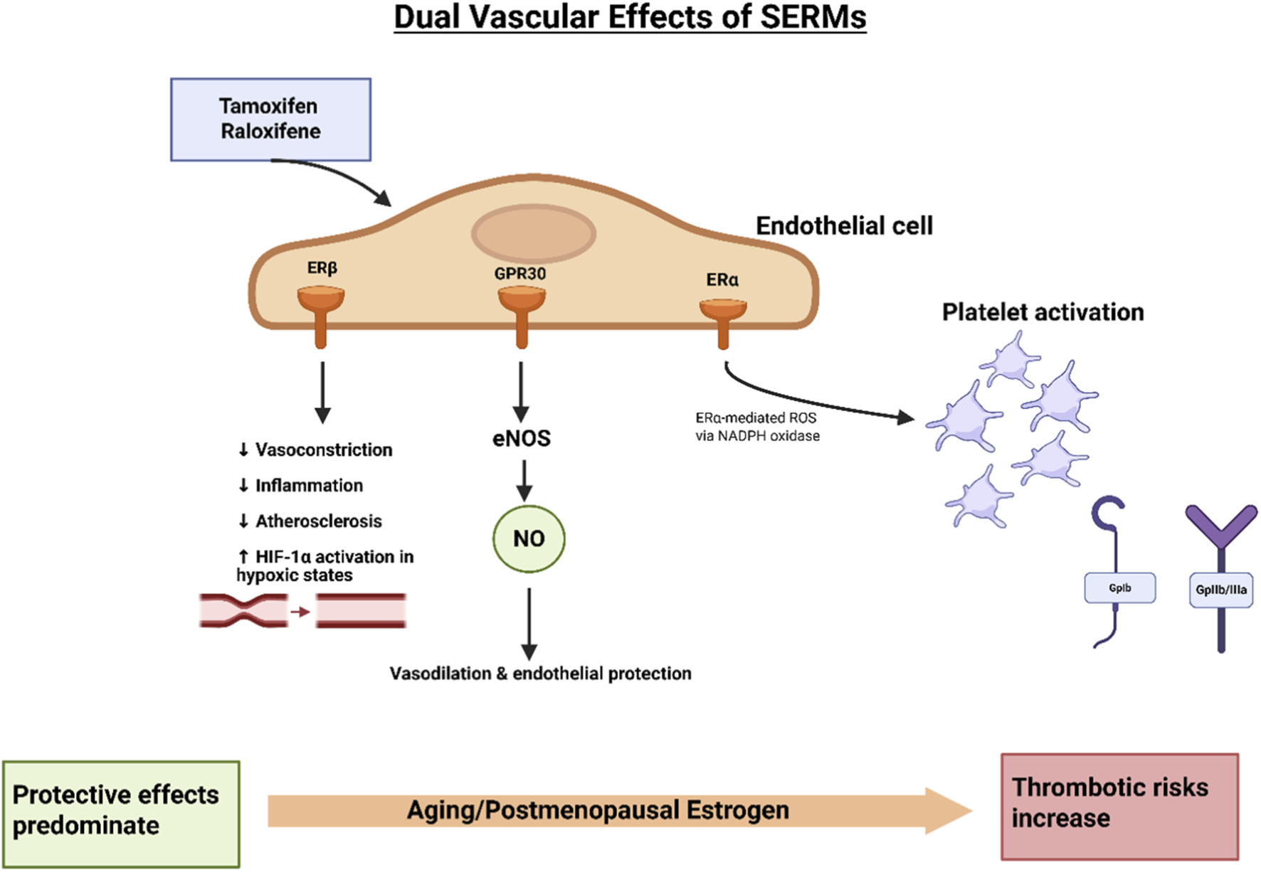 Diagram illustrating the dual vascular effects of SERMs, specifically Tamoxifen and Raloxifene, on endothelial cells. It shows activation of eNOS leading to vasodilation and endothelial protection, reducing vasoconstriction, inflammation, atherosclerosis, and increasing HIF-1α activation. Conversely, ERα-mediated ROS promotes platelet activation, increasing thrombotic risks during aging or postmenopausal estrogen changes. The graphic emphasizes protective effects over thrombotic risks.