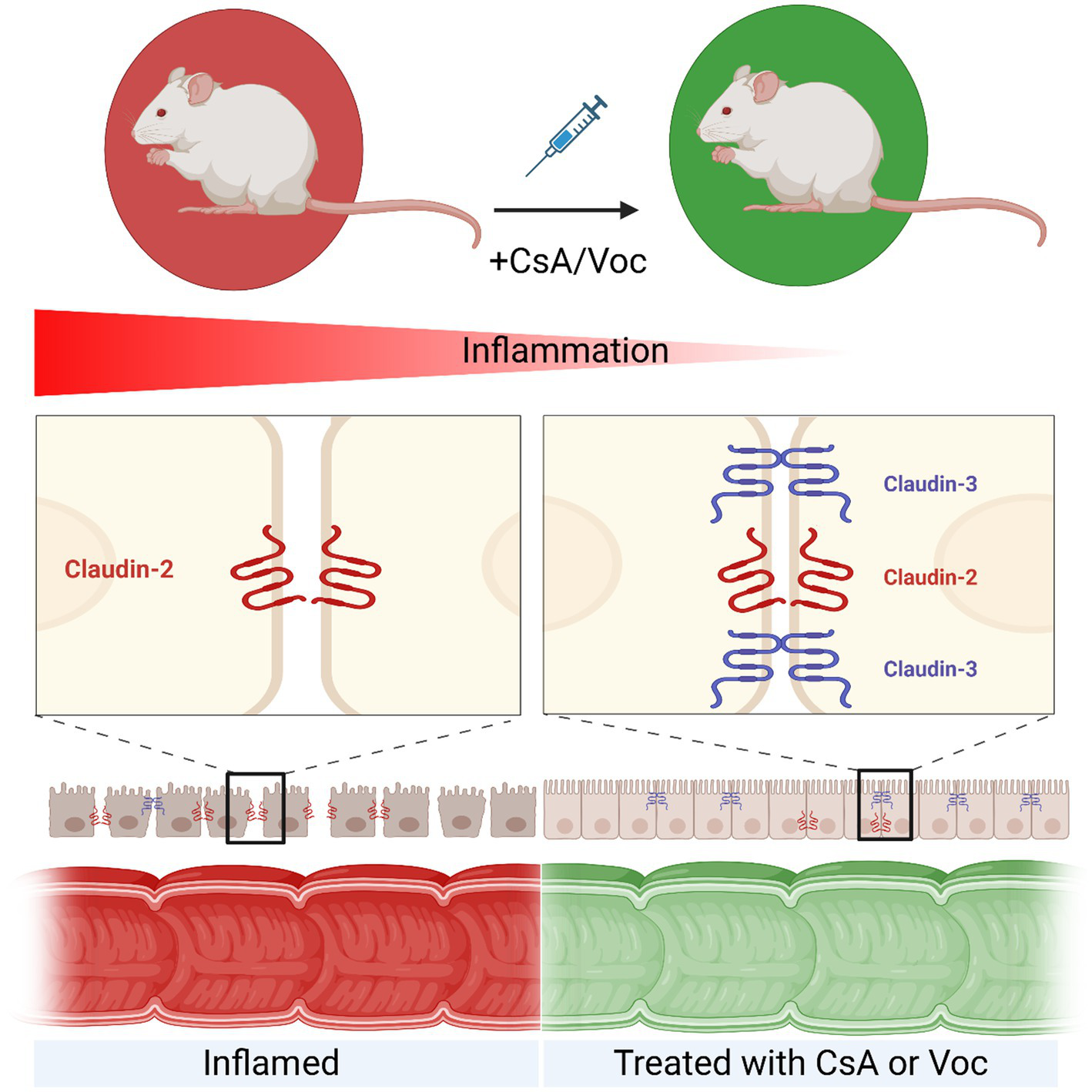 Diagram illustrating the effect of CsA/Voc treatment on inflammation in a mouse model. The left panel shows inflammation with increased Claudin-2. The right panel, post-treatment, shows Claudin-3 predominance. The lower images compare inflamed versus treated intestinal sections, highlighting reduced inflammation after treatment.
