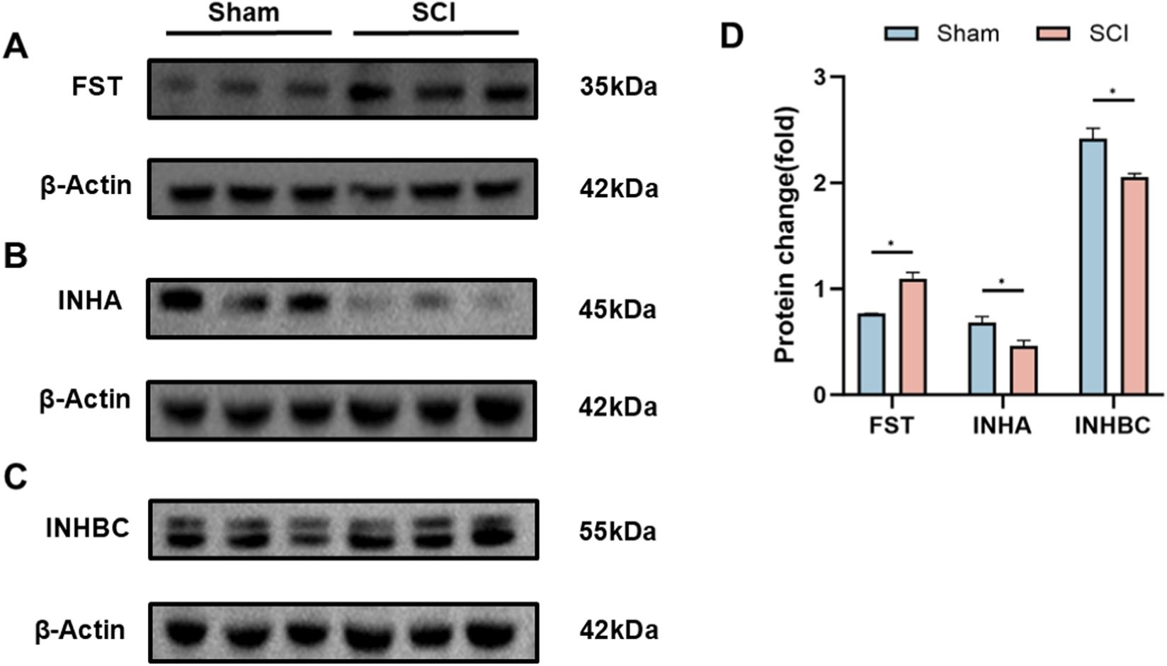 Western blot images compare protein levels of FST, INHA, and INHBC between sham and spinal cord injury (SCI) groups, with β-actin as a loading control. The adjacent bar graph quantifies protein changes, showing significant differences between groups for all three proteins, with asterisks denoting statistical significance.
