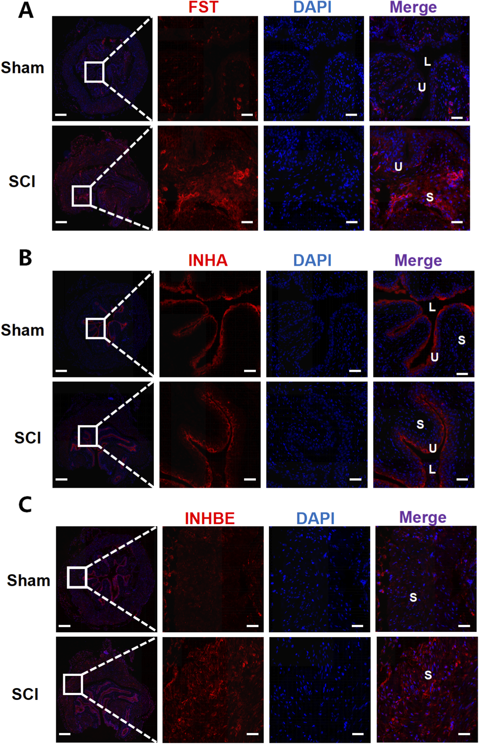 Panel of immunofluorescent images with three rows labeled Sham and SCI for panels A, B, and C, showing FST, INHA, and INHBE in red, DAPI in blue, and merged images in purple. Enlarged views highlight structural regions marked as L, U, and S within tissue samples.