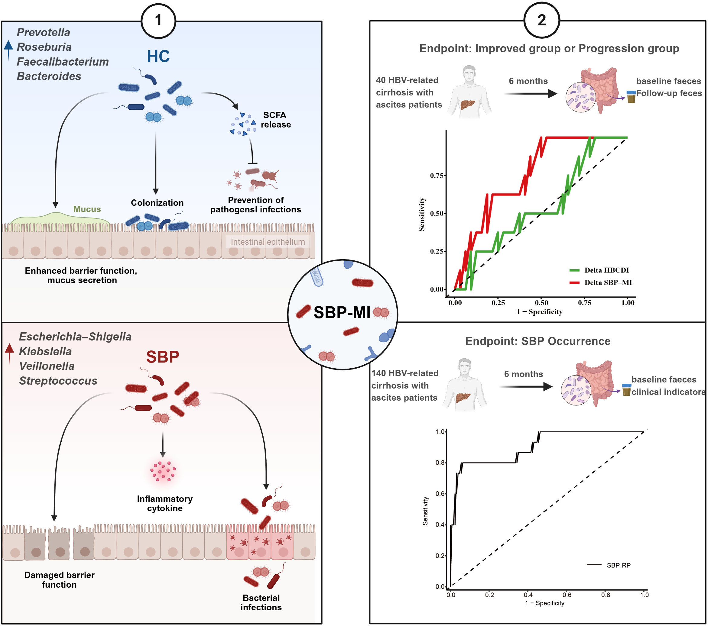 Scientific infographic illustrates differences between healthy controls and SBP patients, showing gut microbiota composition and functions, barrier integrity, and outcomes. Includes ROC curves for endpoints in HBV-related cirrhosis patients over six months, comparing improved versus progression groups and SBP occurrence.