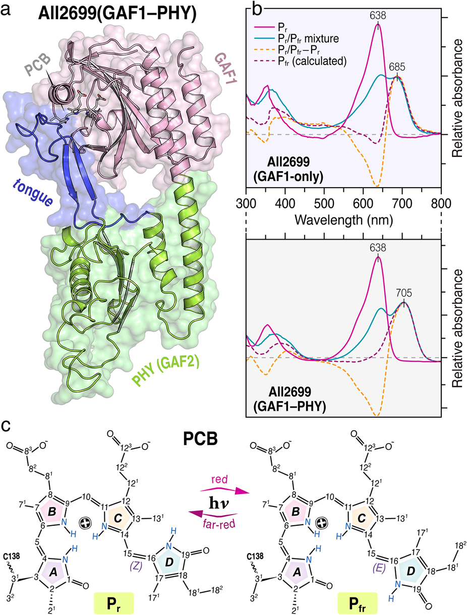A diagram depicts the structure and properties of the All2699 (GAF1–PHY) protein complex. Panel (a) shows the protein structure with highlighted regions: GAF1 in pink, PHY (GAF2) in green, and a blue "tongue" region. Panel (b) presents absorption spectra with different lines representing various states of the protein: \(P_r\), \(P_r/P_{fr}\) mixture, \(P_r/P_{fr}-P_r\), and \(P_{fr}\) (calculated). Wavelengths of 638, 685, and 705 nanometers are marked. Panel (c) illustrates chemical structures of the PCB chromophore, indicating changes from \(P_r\) to \(P_{fr}\) through red and far-red light transitions with labeled rings A, B, C, and D.