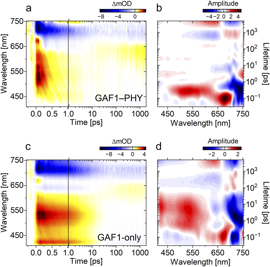Graphs showing spectroscopic data of GAF1-PHY and GAF1-only. Panels a and c display wavelength against time with color bars indicating ΔmOD values. Panels b and d plot wavelength against lifetime with color bars for amplitude. Each graph uses a similar color scale, emphasizing changes in absorbance and amplitude.